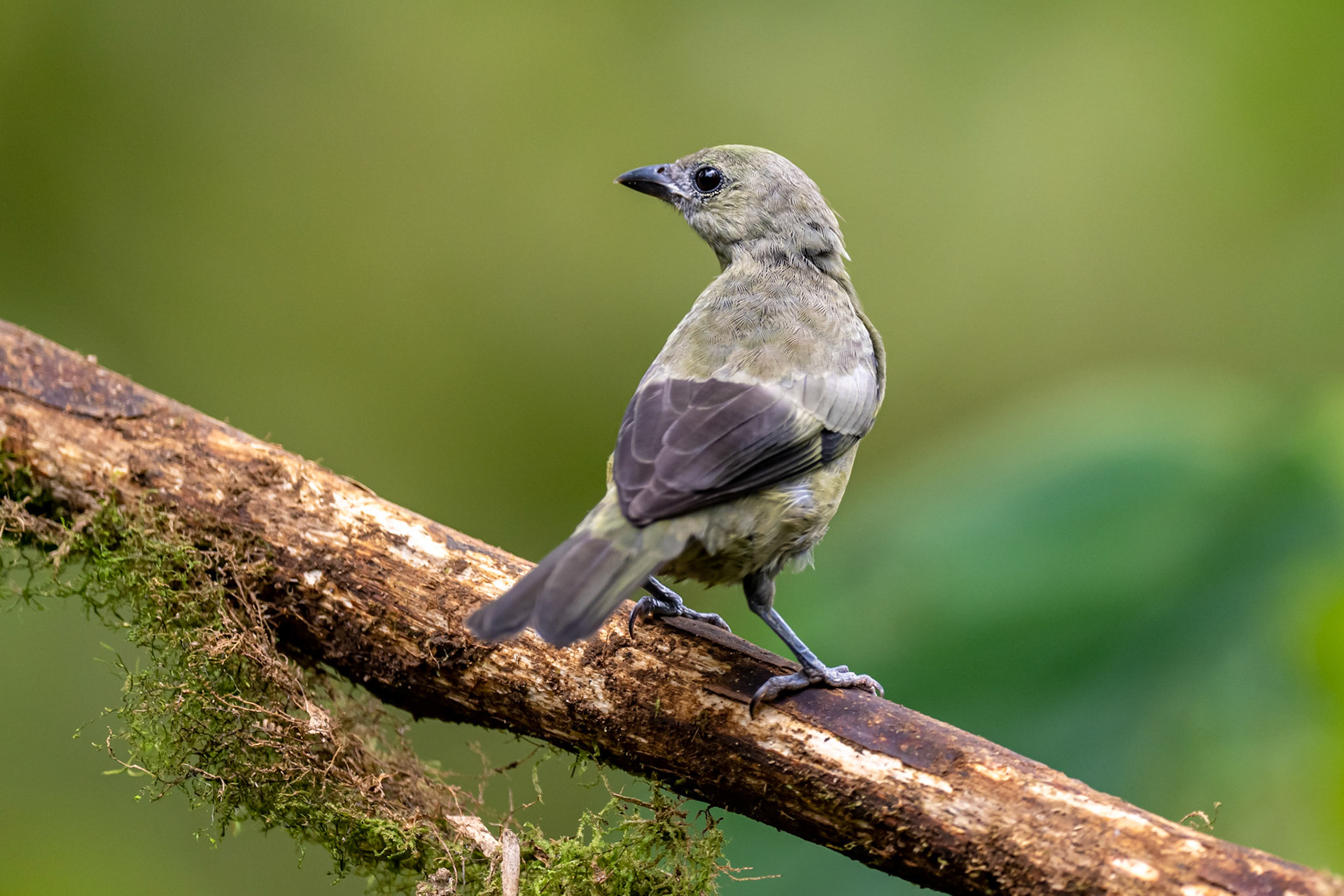 Palm Tanager