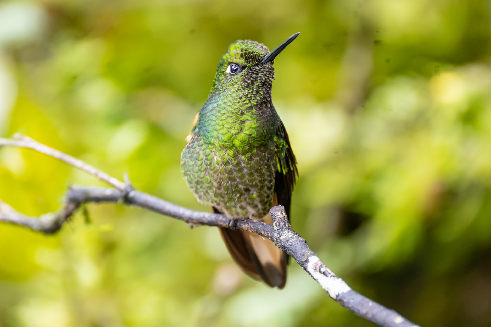 Buff-tailed Coronet