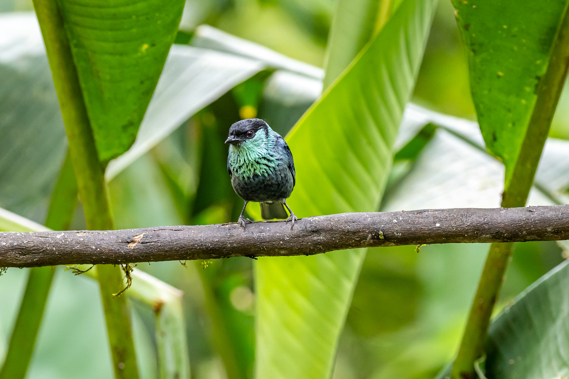 Black-capped Tanager