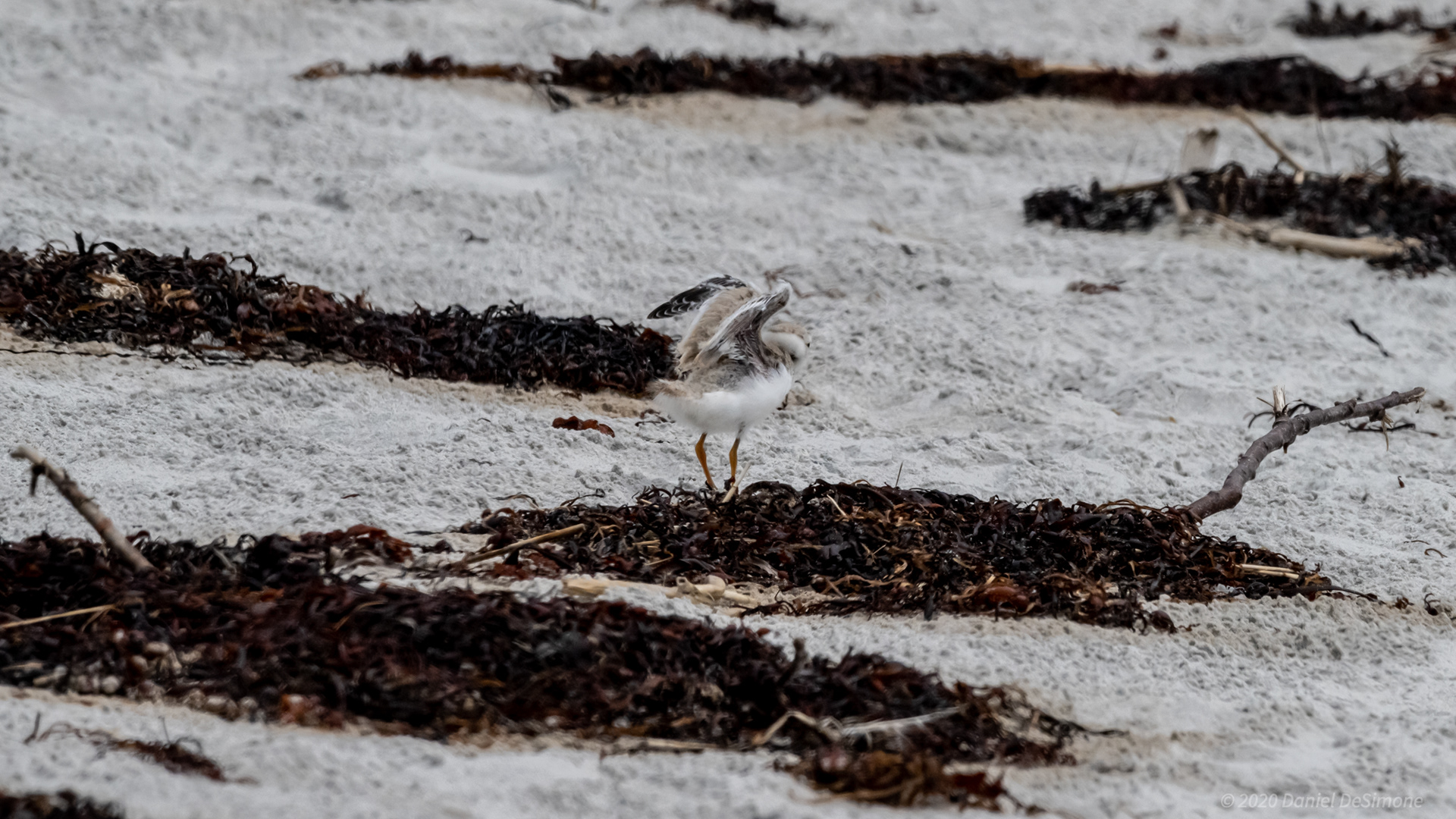 Wings are close to ready.  Stretching and attempting (unsuccessful) short flights
