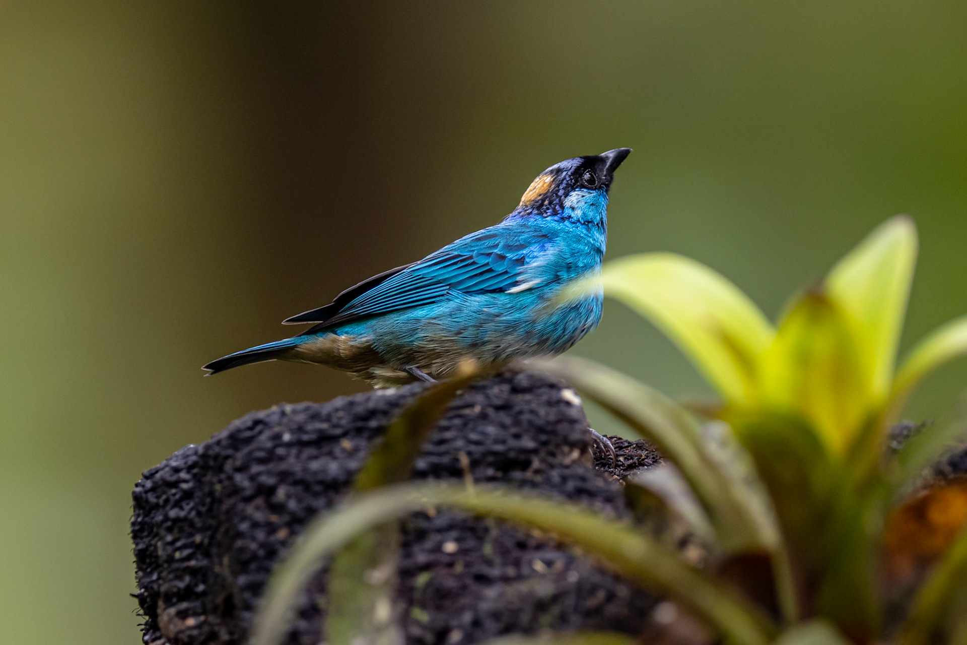 Golden-naped Tanager