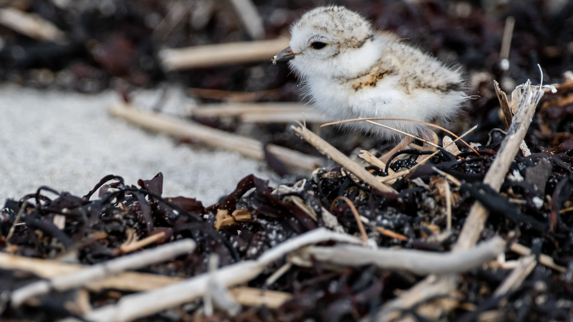 One of the first meals