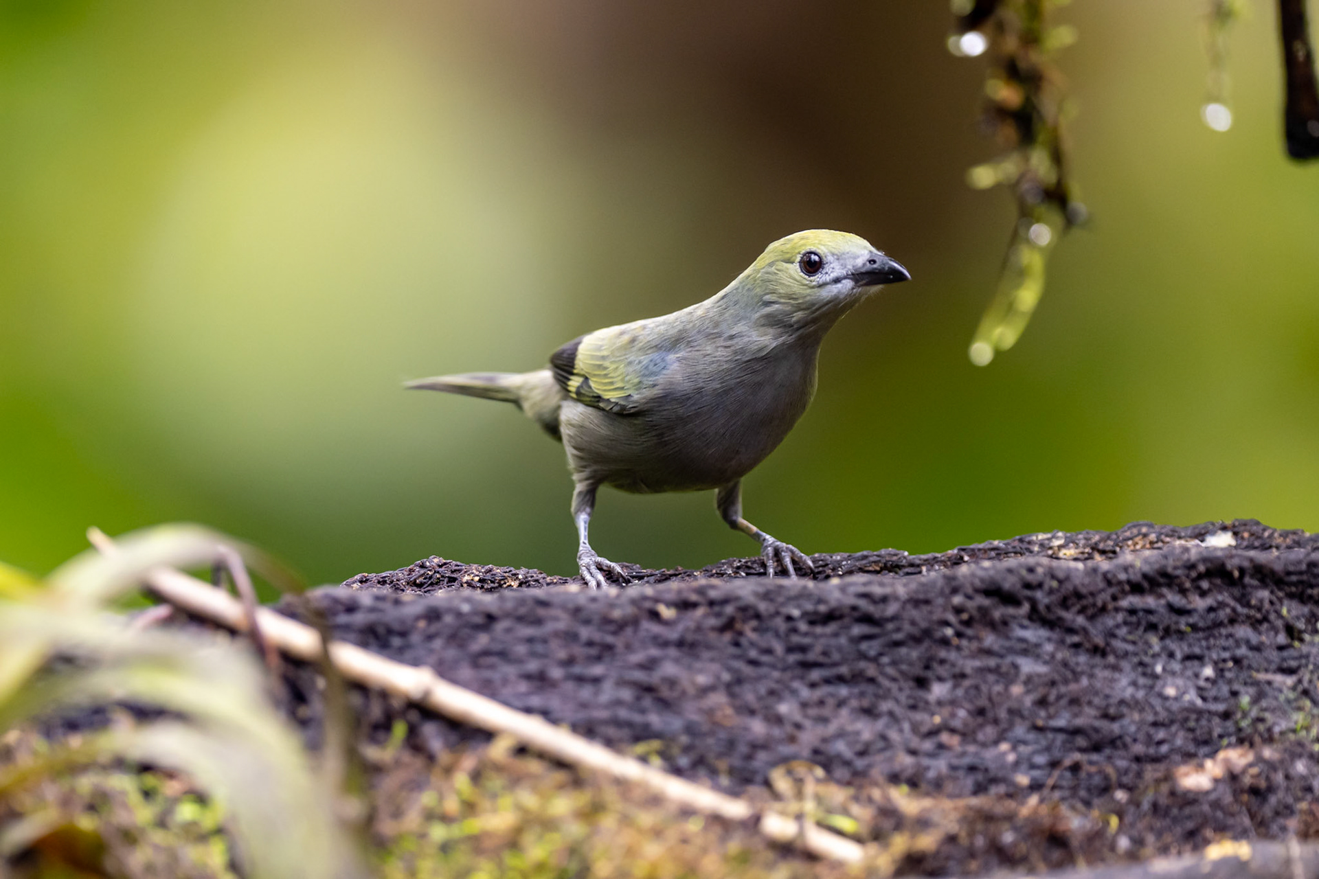 Palm Tanager