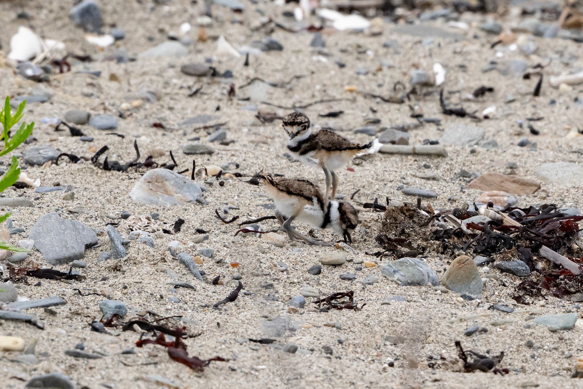 Killdeer hatchlings