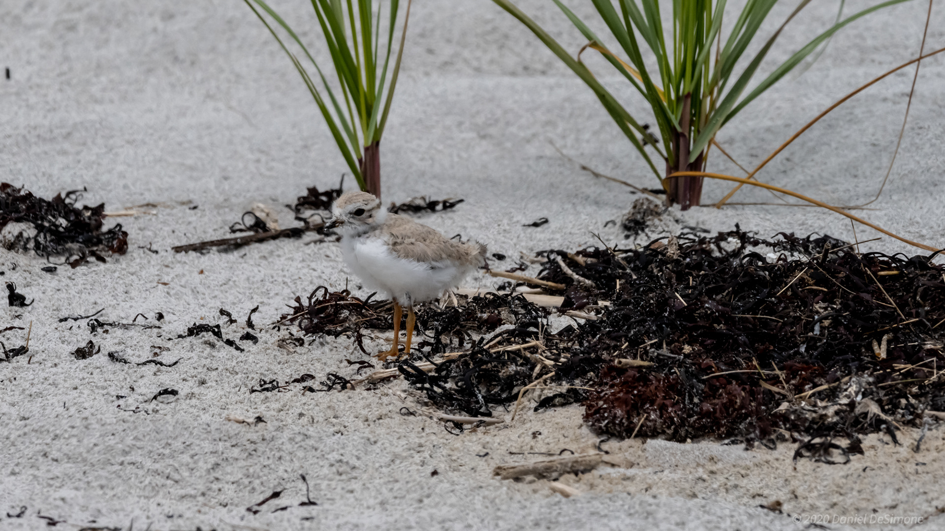 July 16 Update.  Foraging range getting much larger