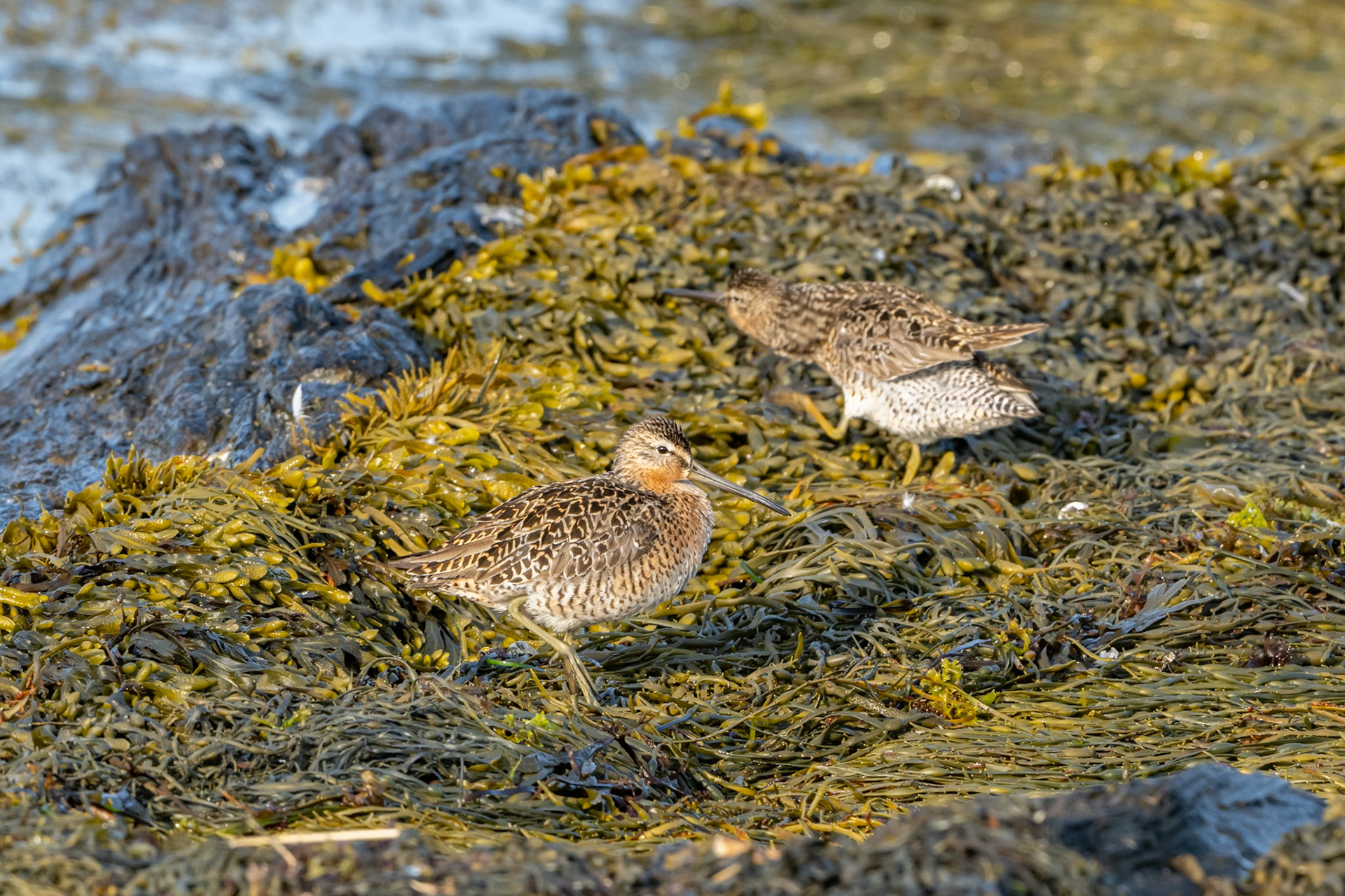 Short-billed Dowitcher