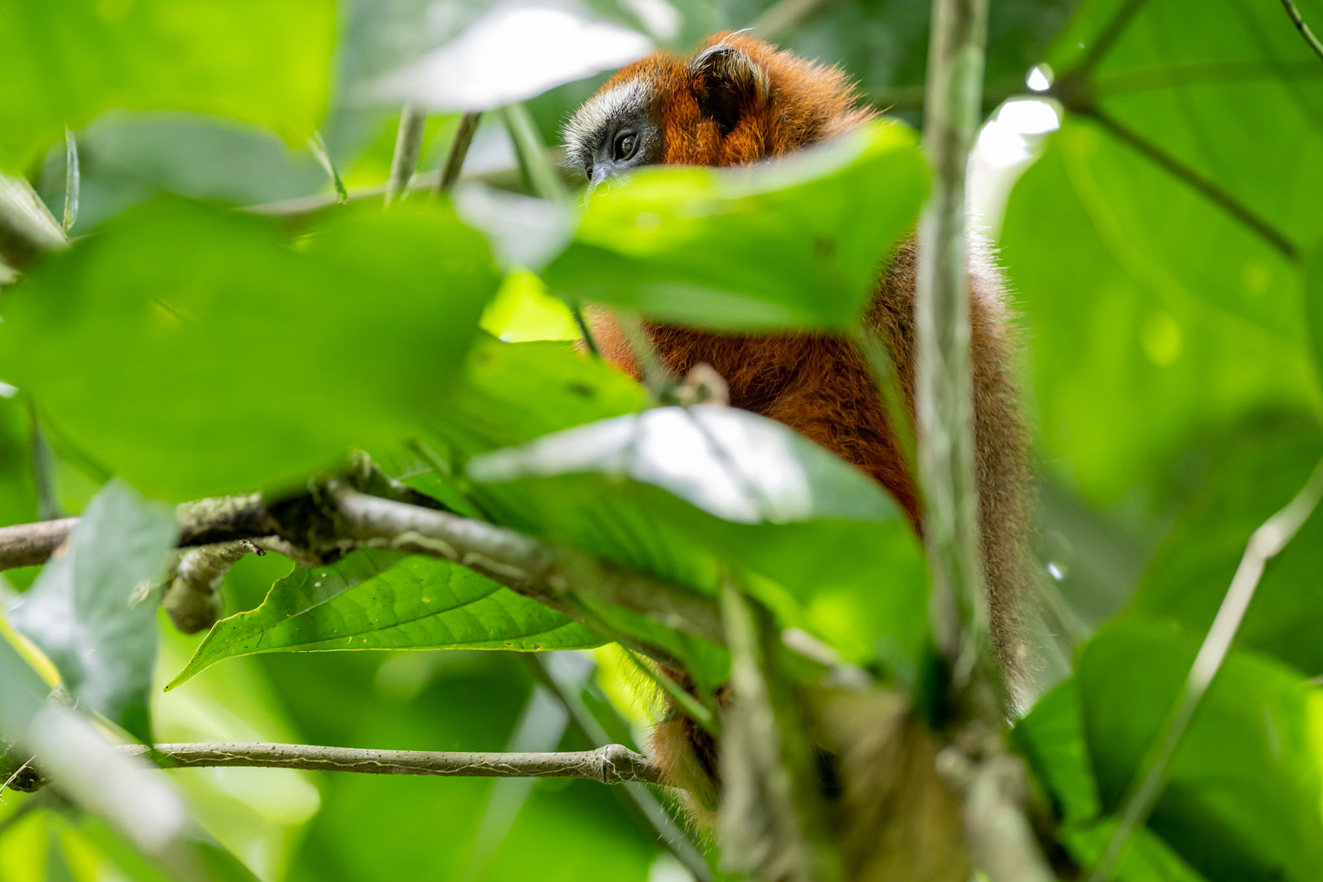 Tamarin Monkey