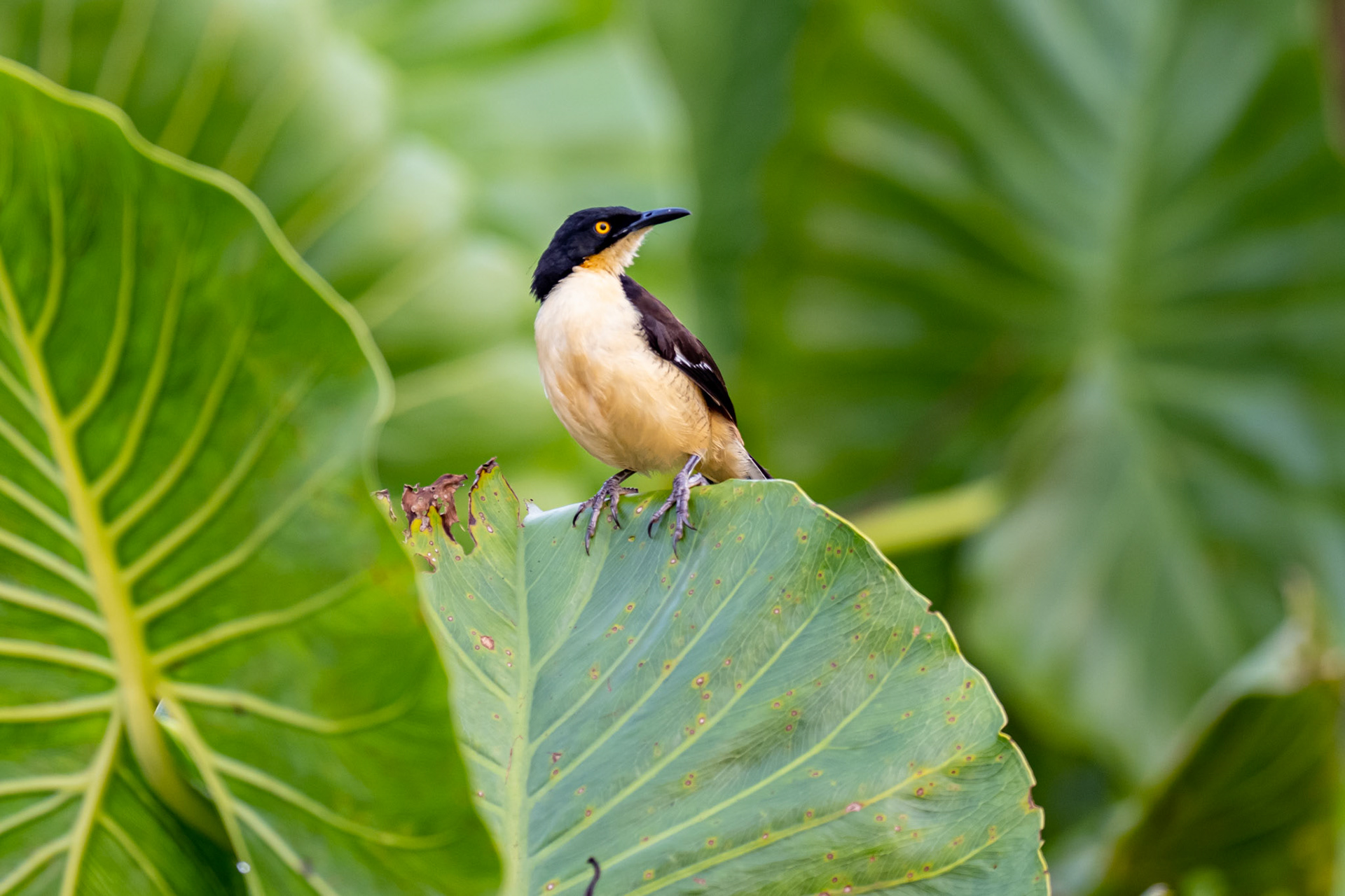 Black-capped Donacobius