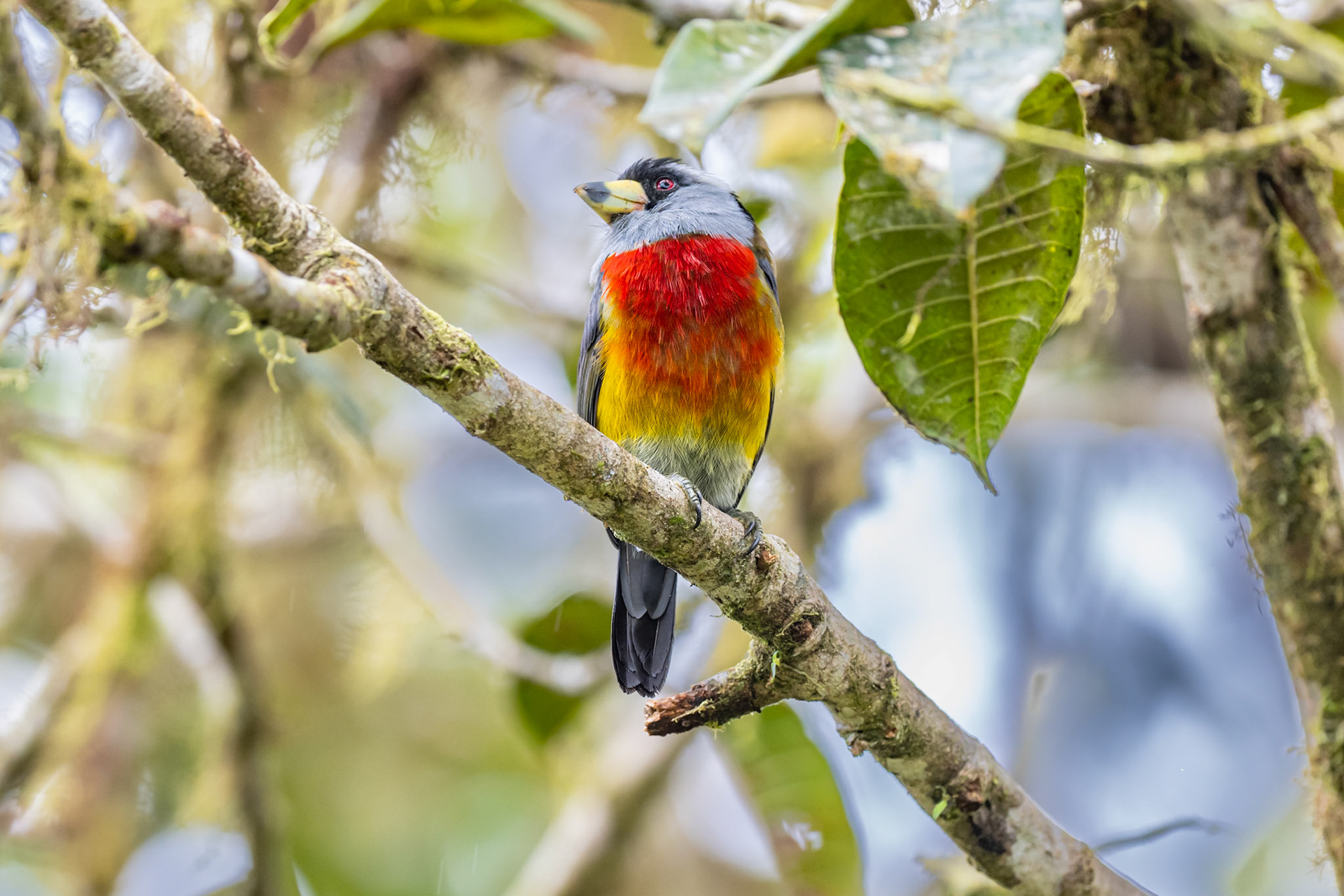 Toucan Barbet