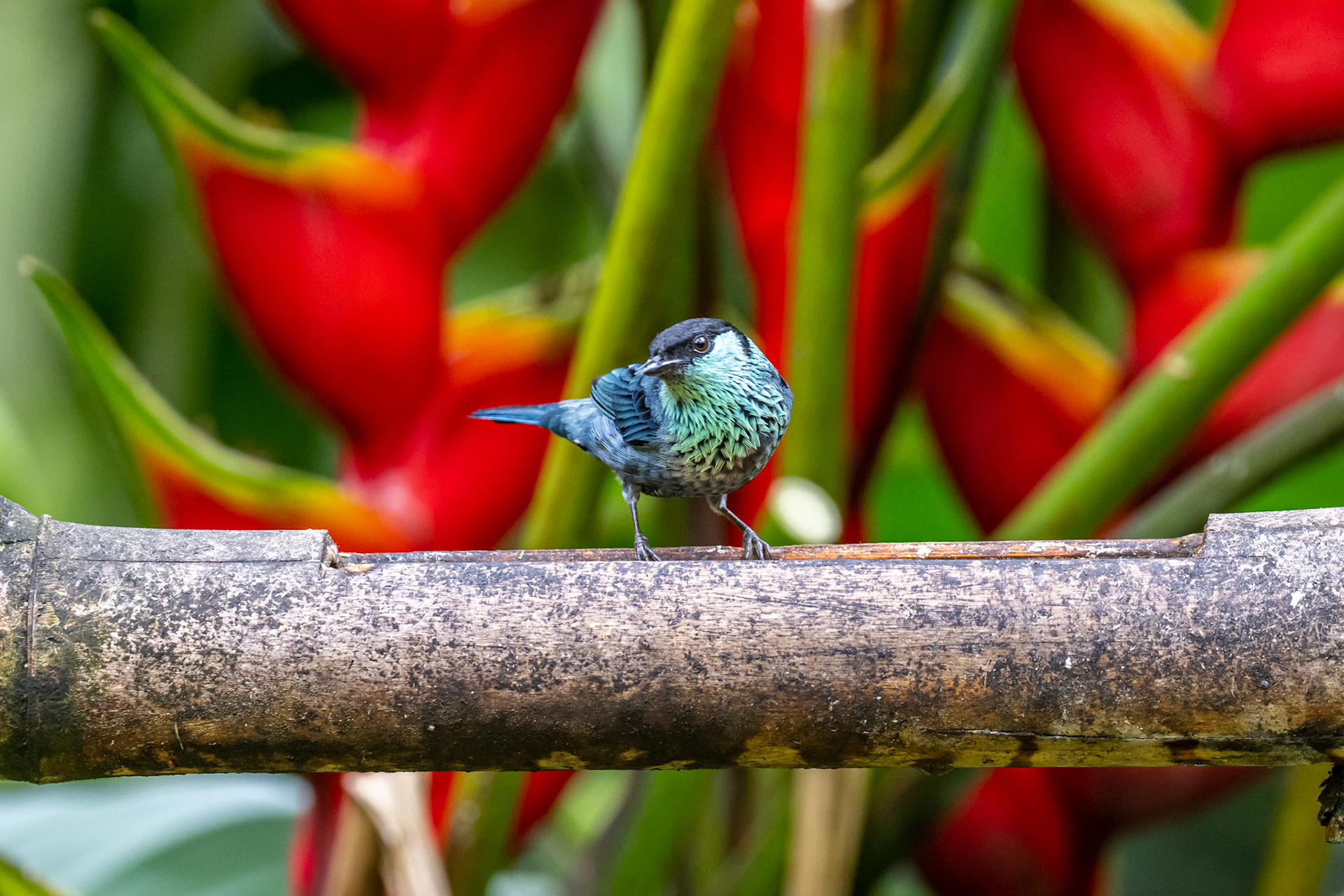 Black-capped Tanager