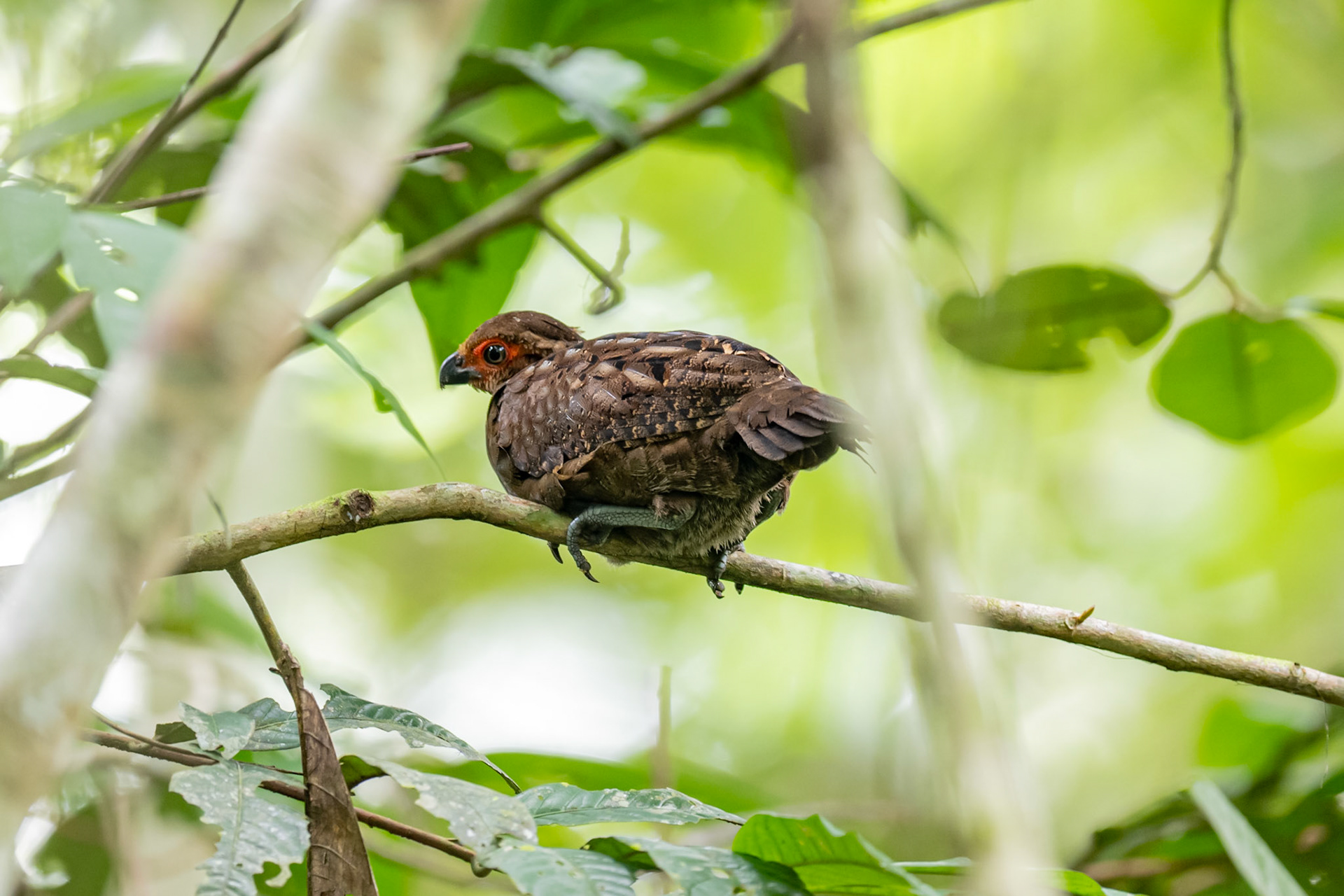 Marbled wood-Quail