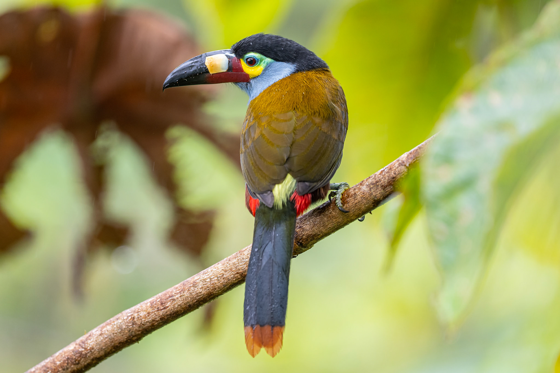 Plate Billed Mountain Toucan