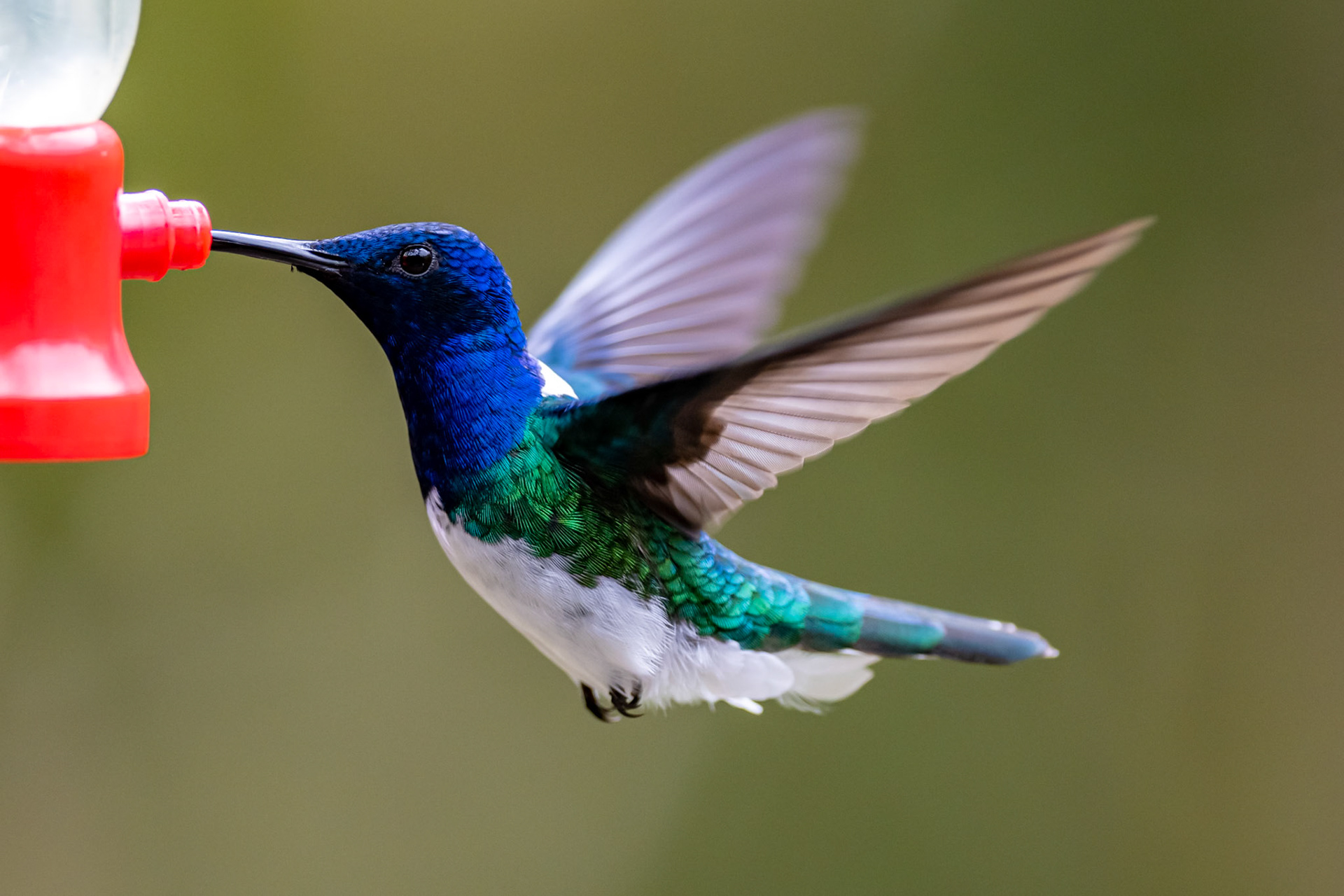 White-necked Jacobin