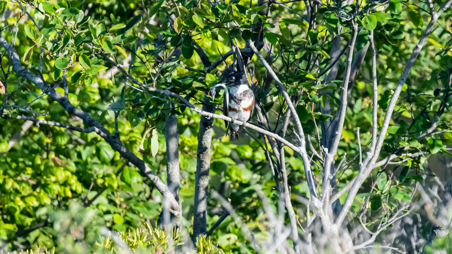 Belted Kingfisher.  Nests in the bank next to the creek