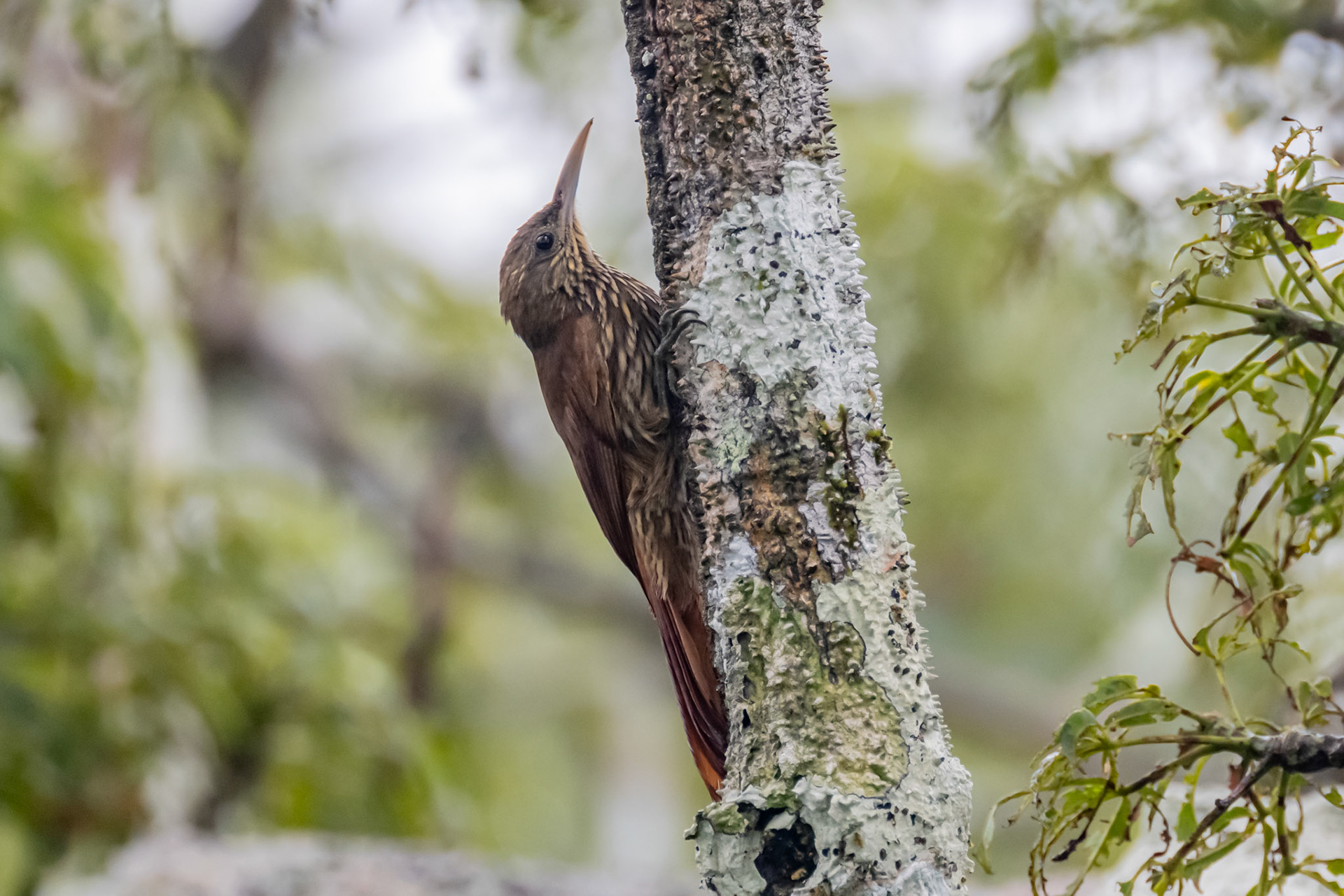 Strong-billed Woodcreeper