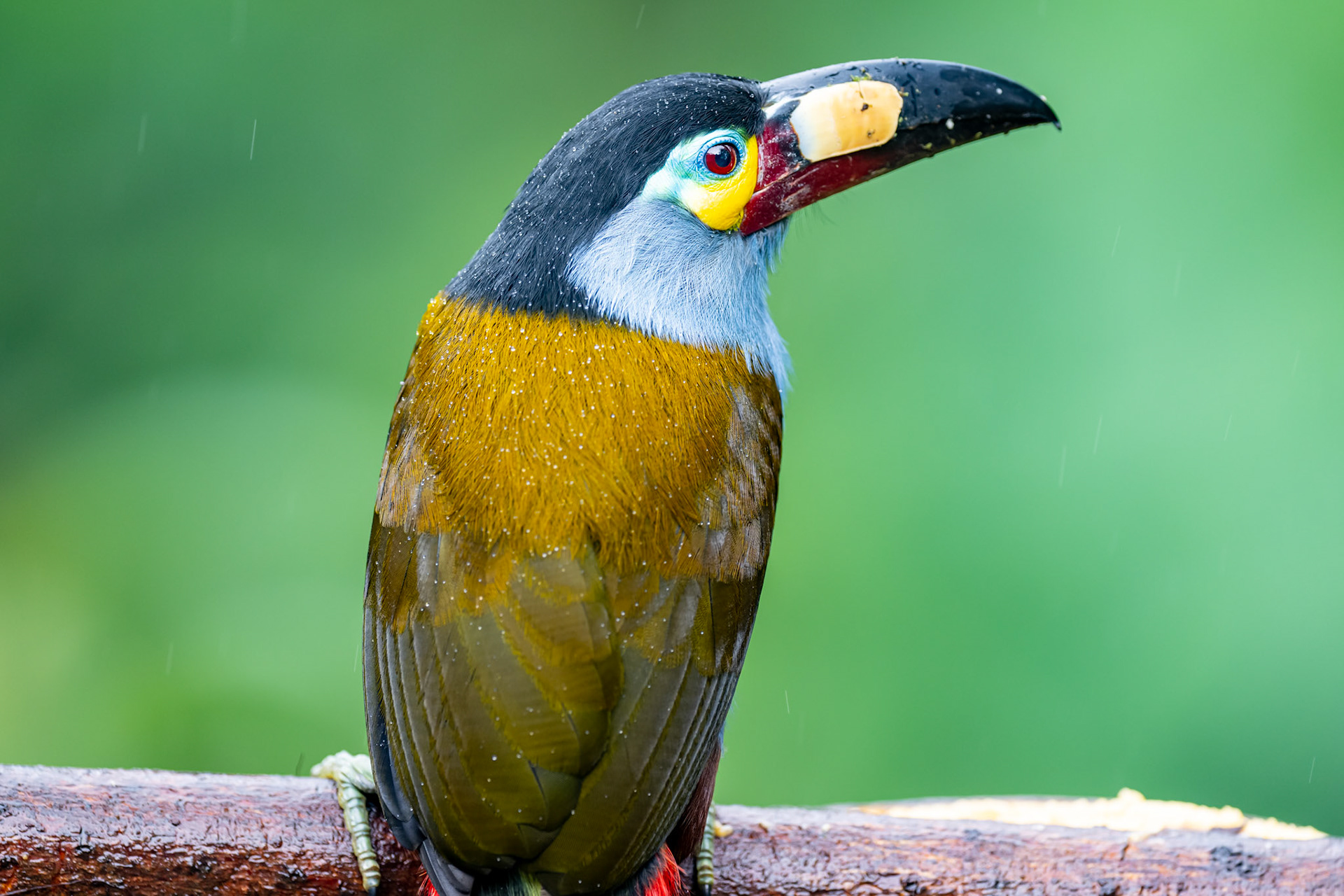 Plate Billed Mountain-Toucan