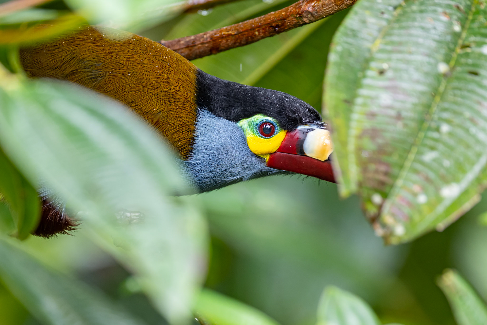 Plate Billed Mountain-Toucan