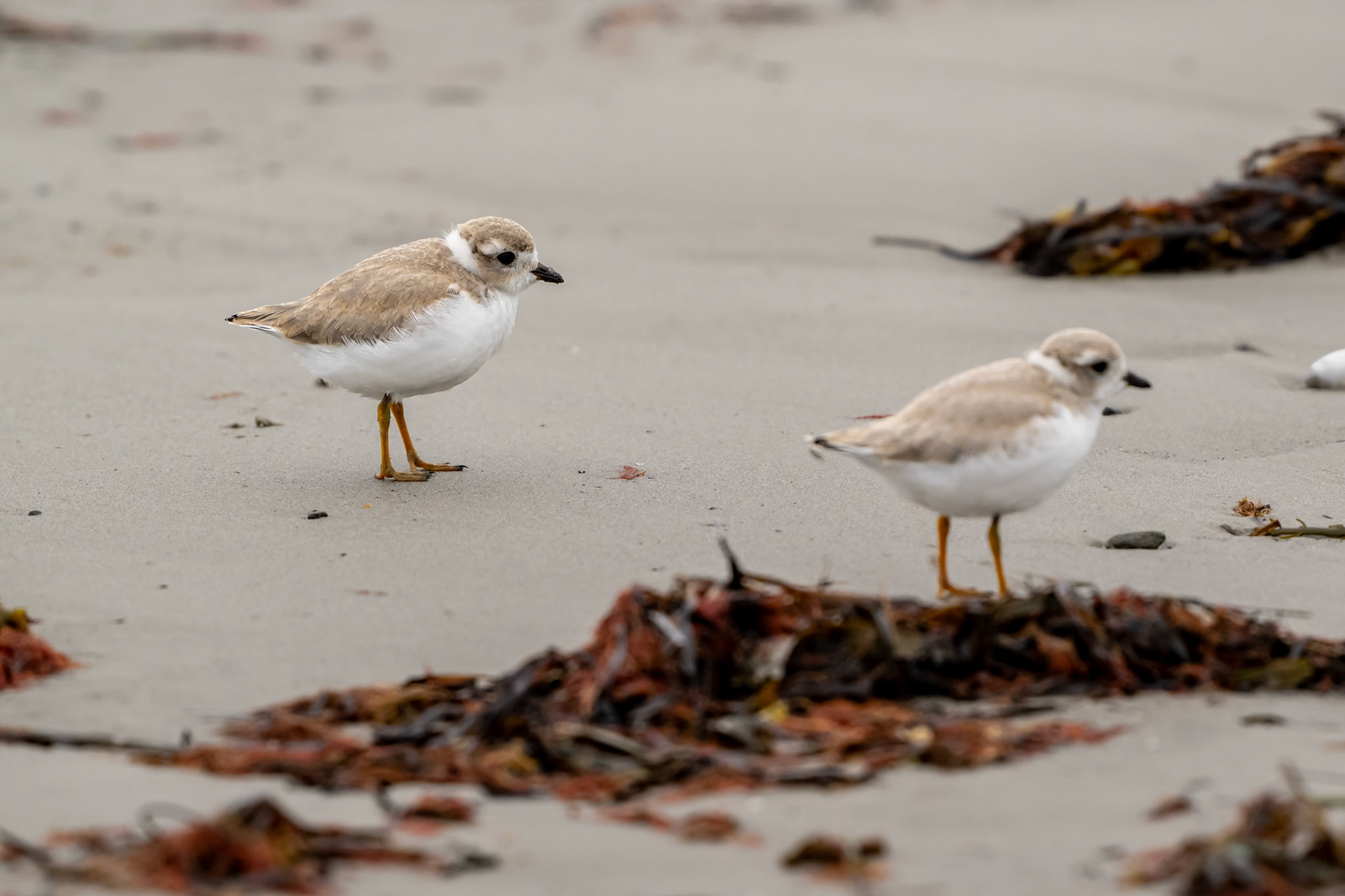 Juvenile Piping Plover