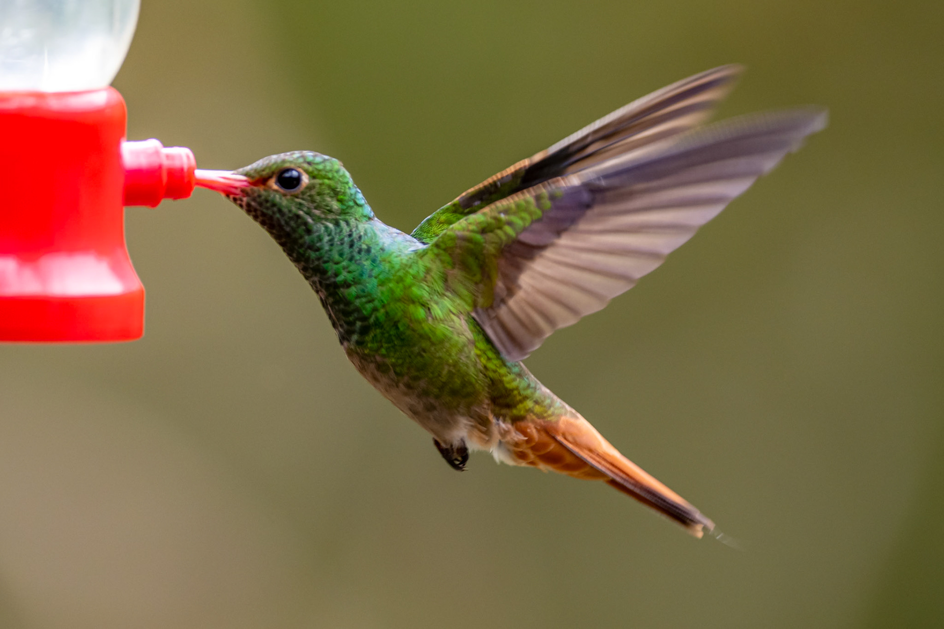 Rufous-tailed Hummingbird