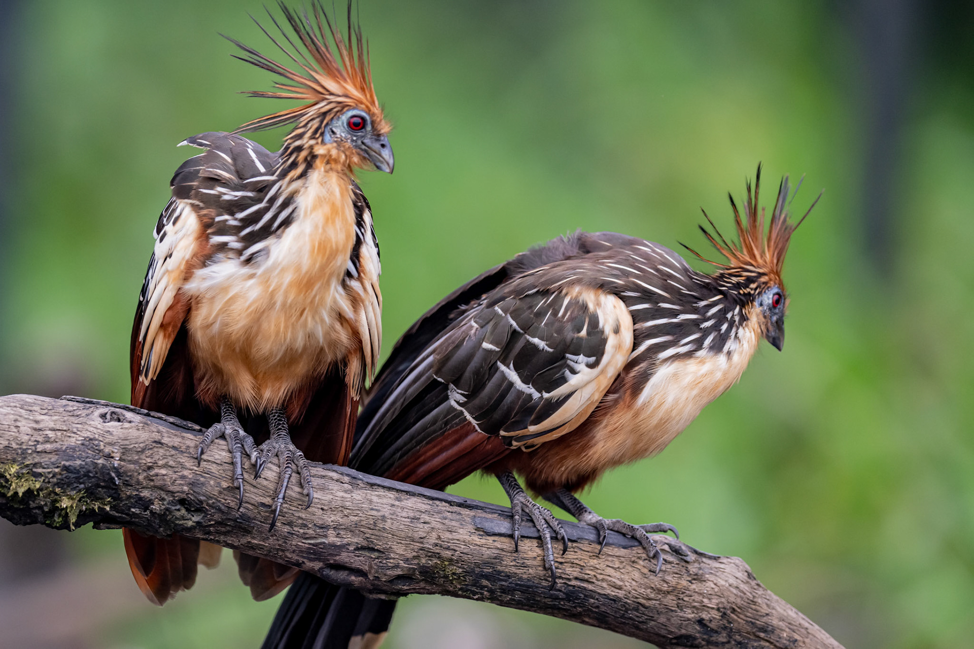 Hoatzin