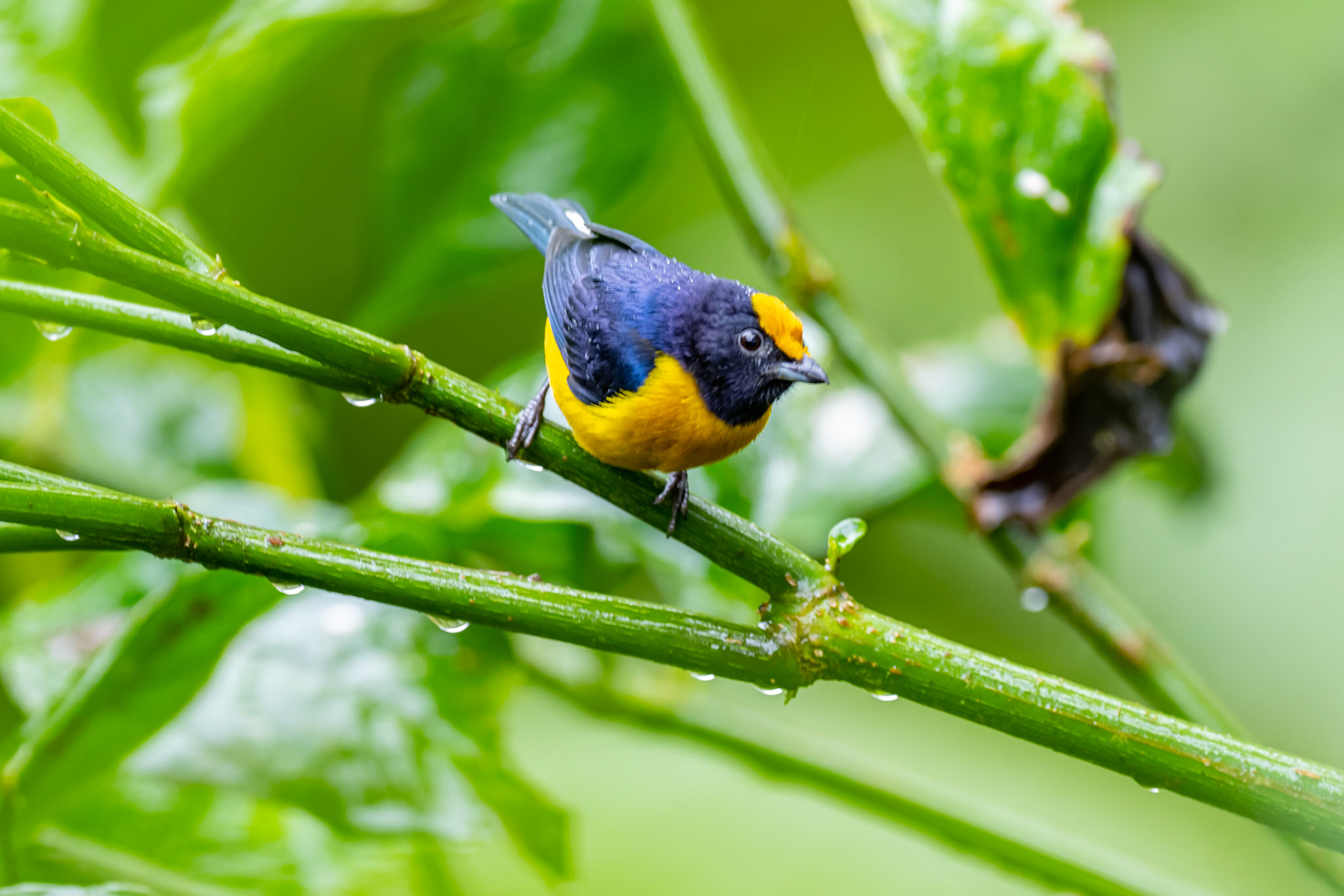 Orange Bellied Euphonia