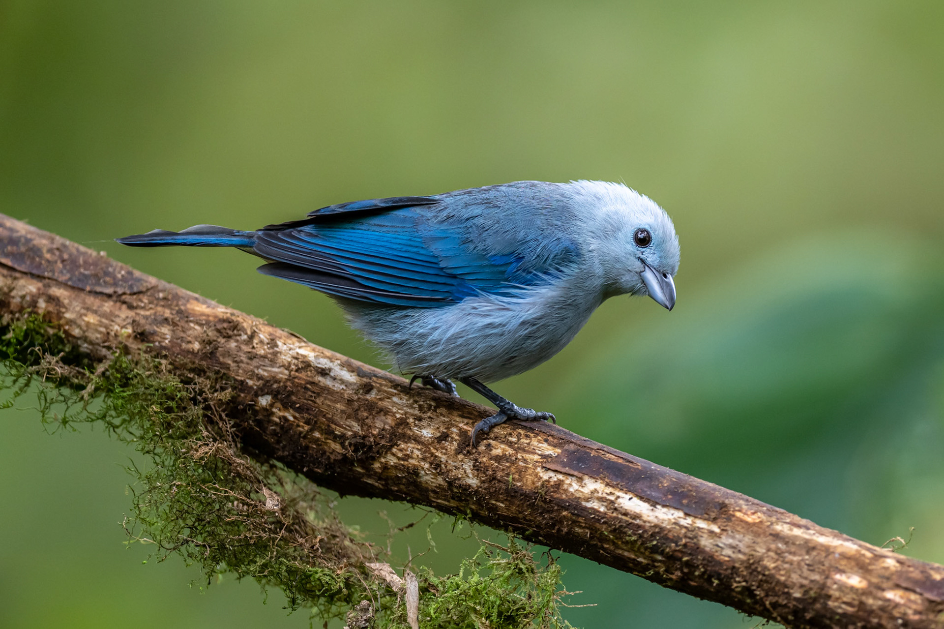 Blue-gray Tanager