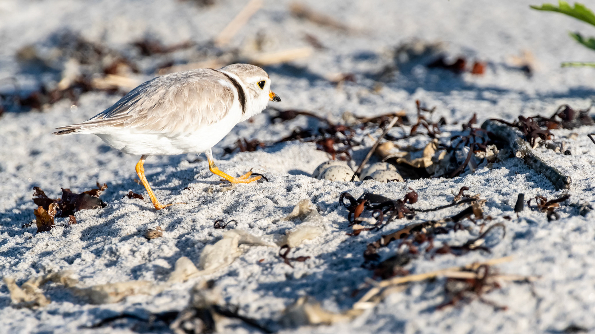 Eastern nest site, 4 eggs, June 19 2020