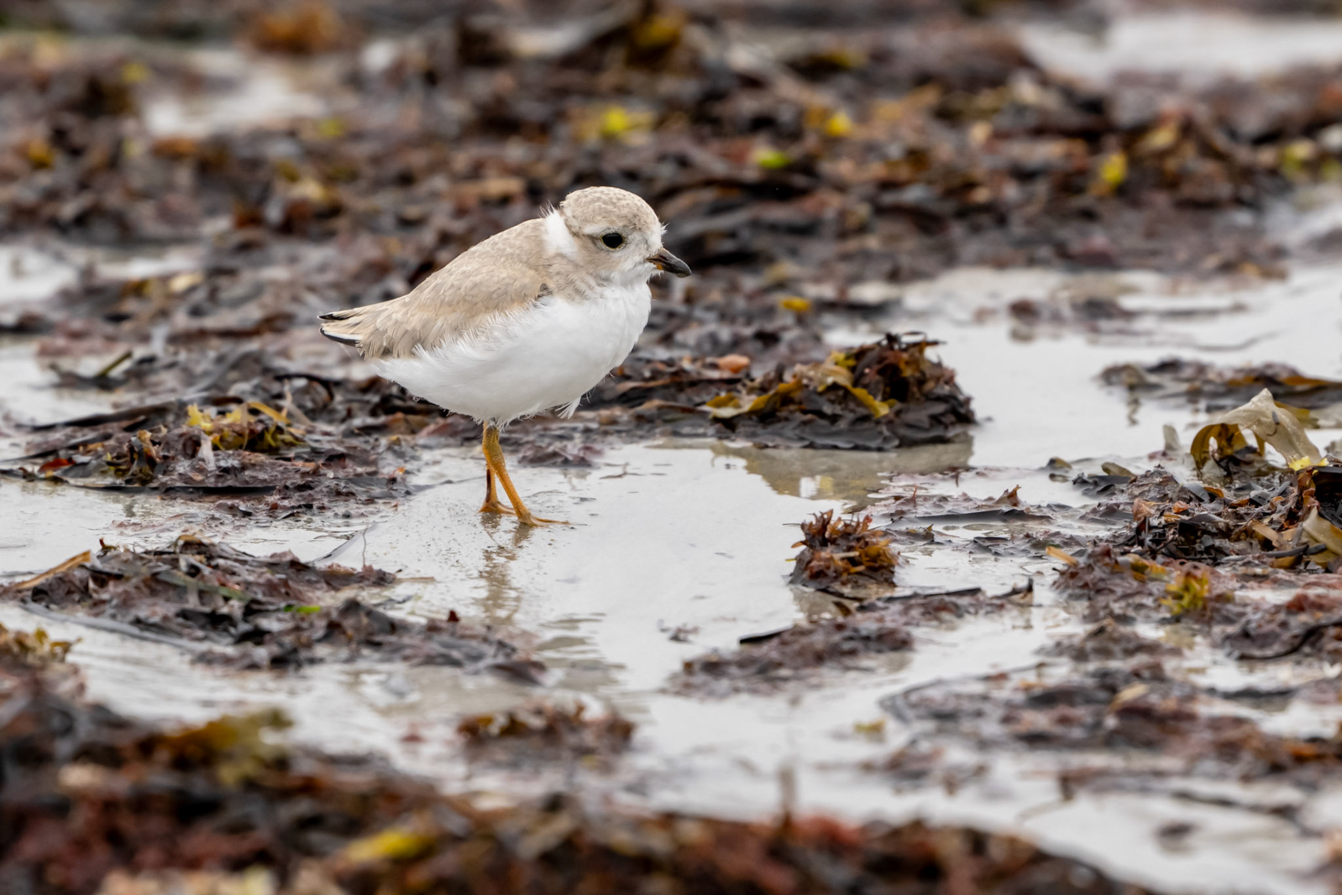 Juvenile Piping Plover