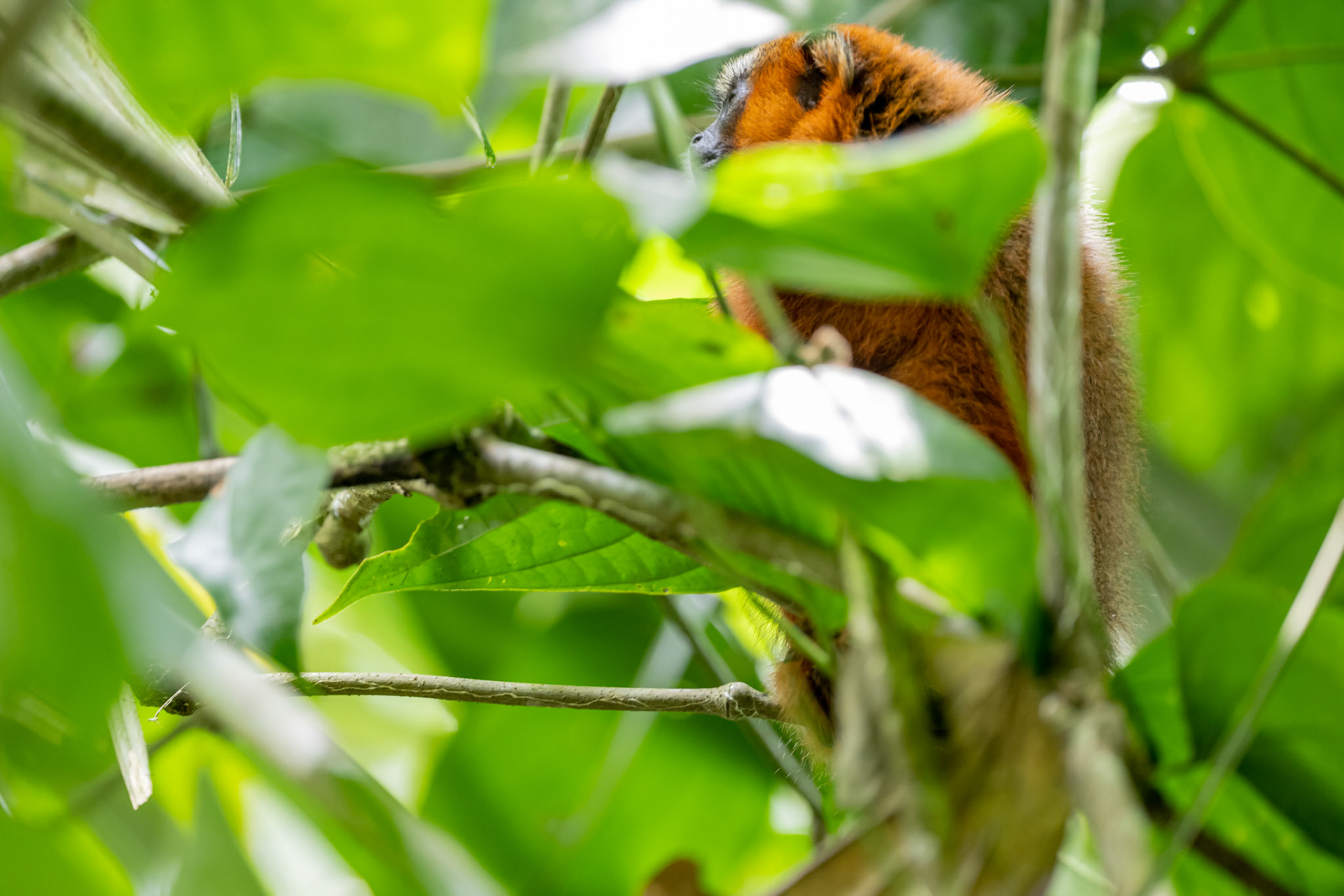Tamarin Monkey