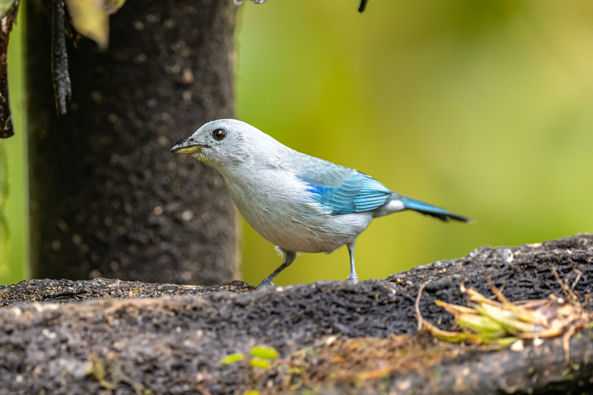 Blue-grey Tanager