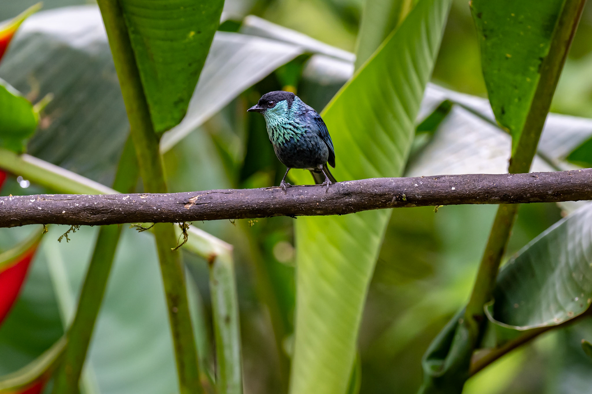 Black-capped Tanager