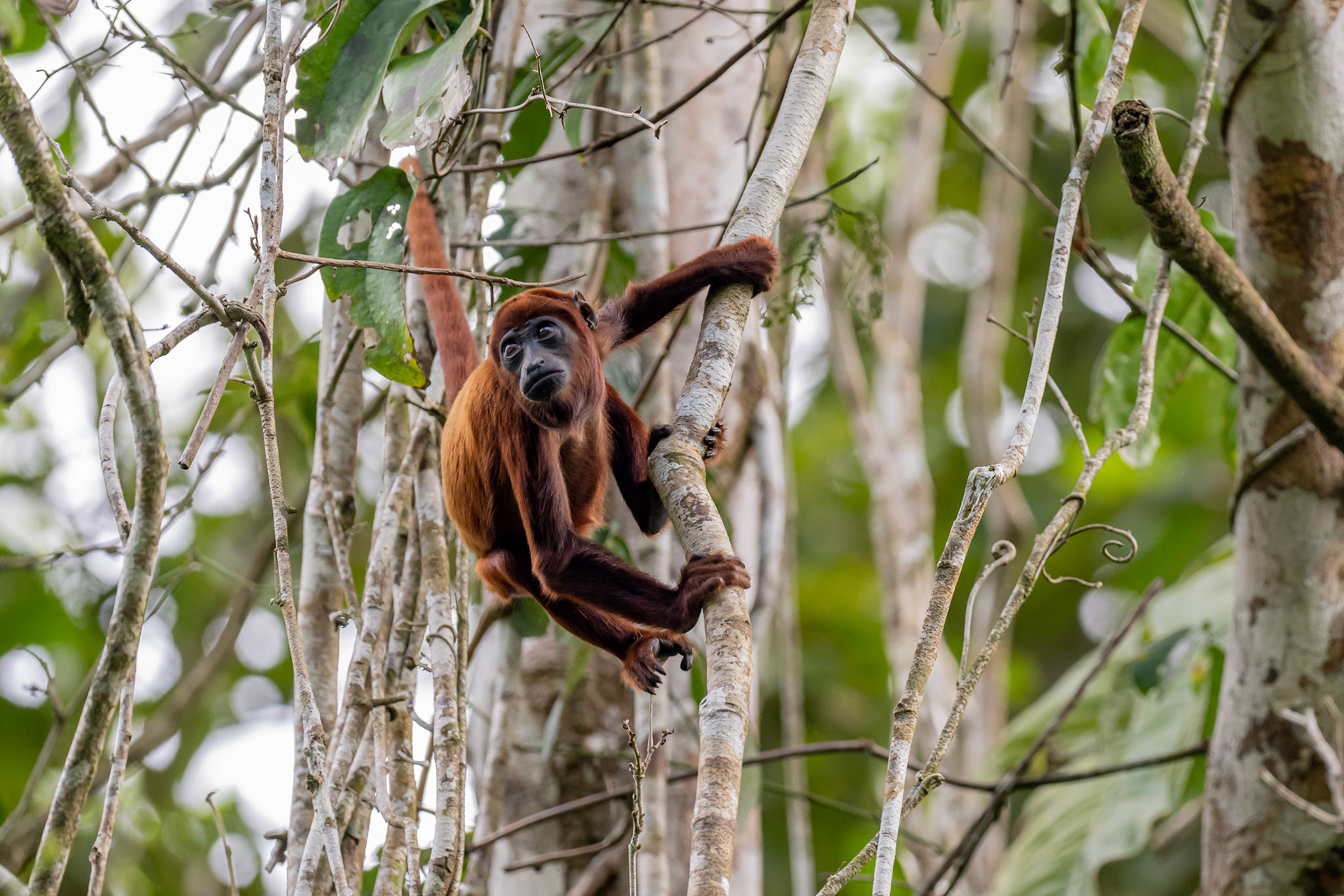Red Howler Monkey