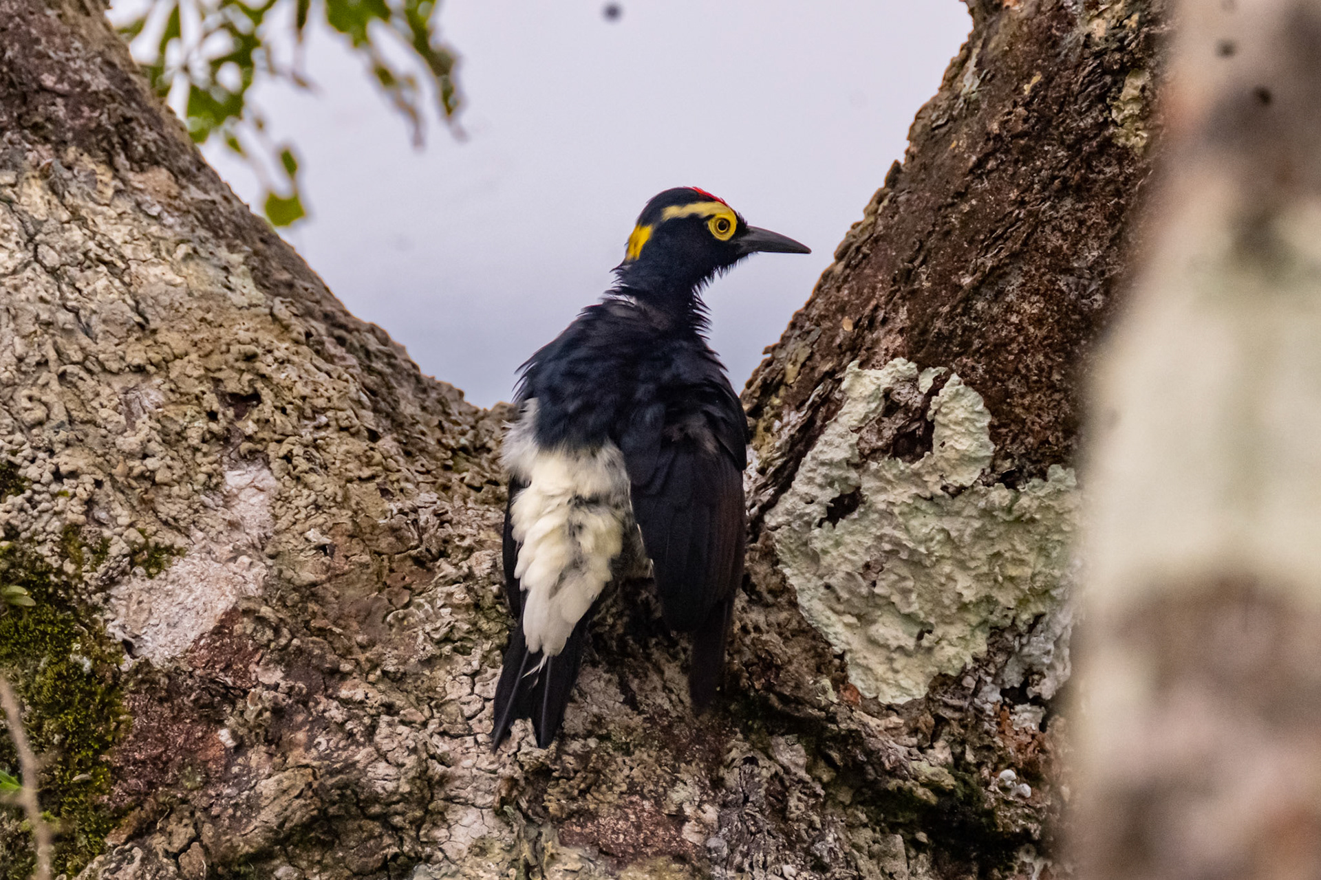 Yellow-tufted Woodpecker
