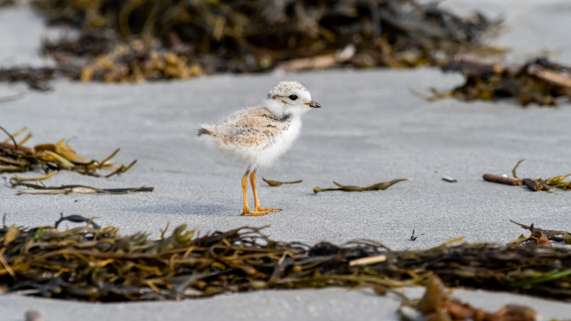 A few weeks old now, July 10, losing some of the fuzz.  Looks like the only survivor, lets hope for the best.