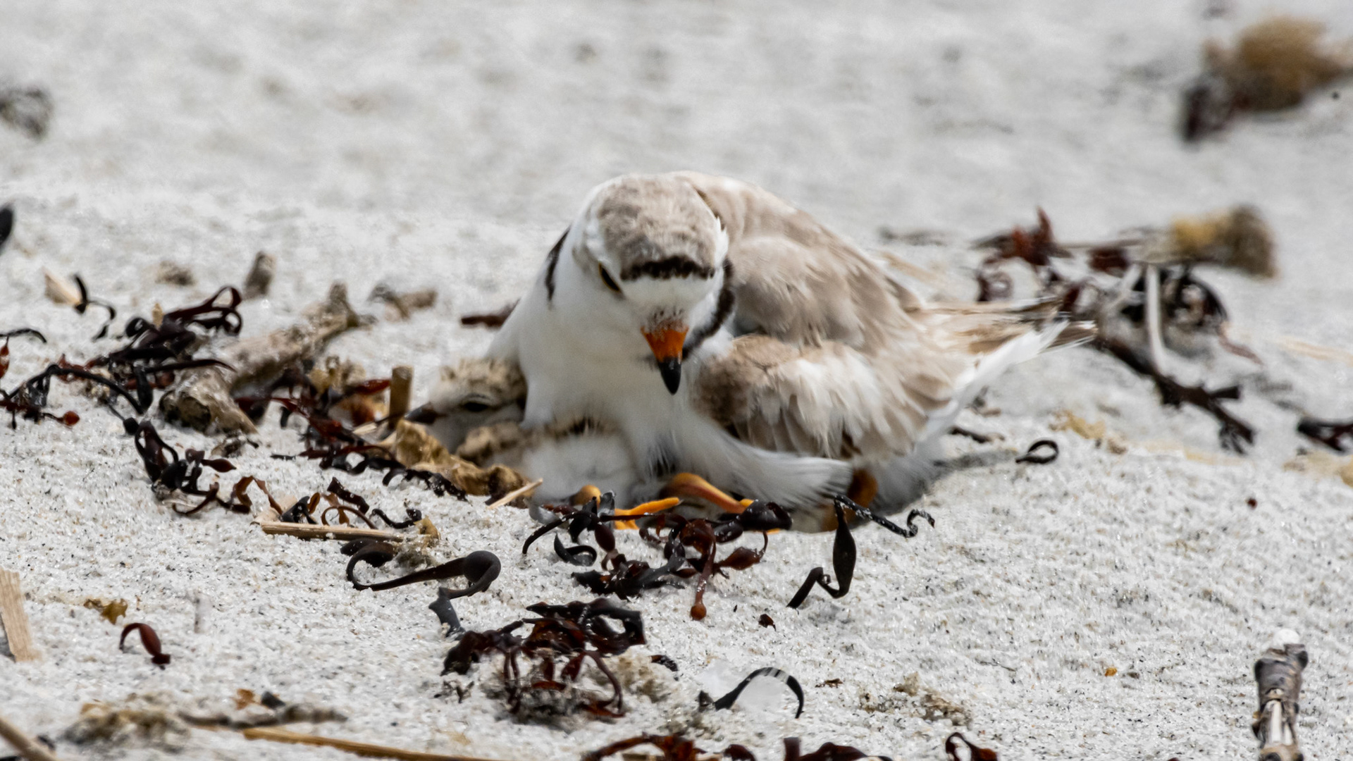 Parent calls them in to hide