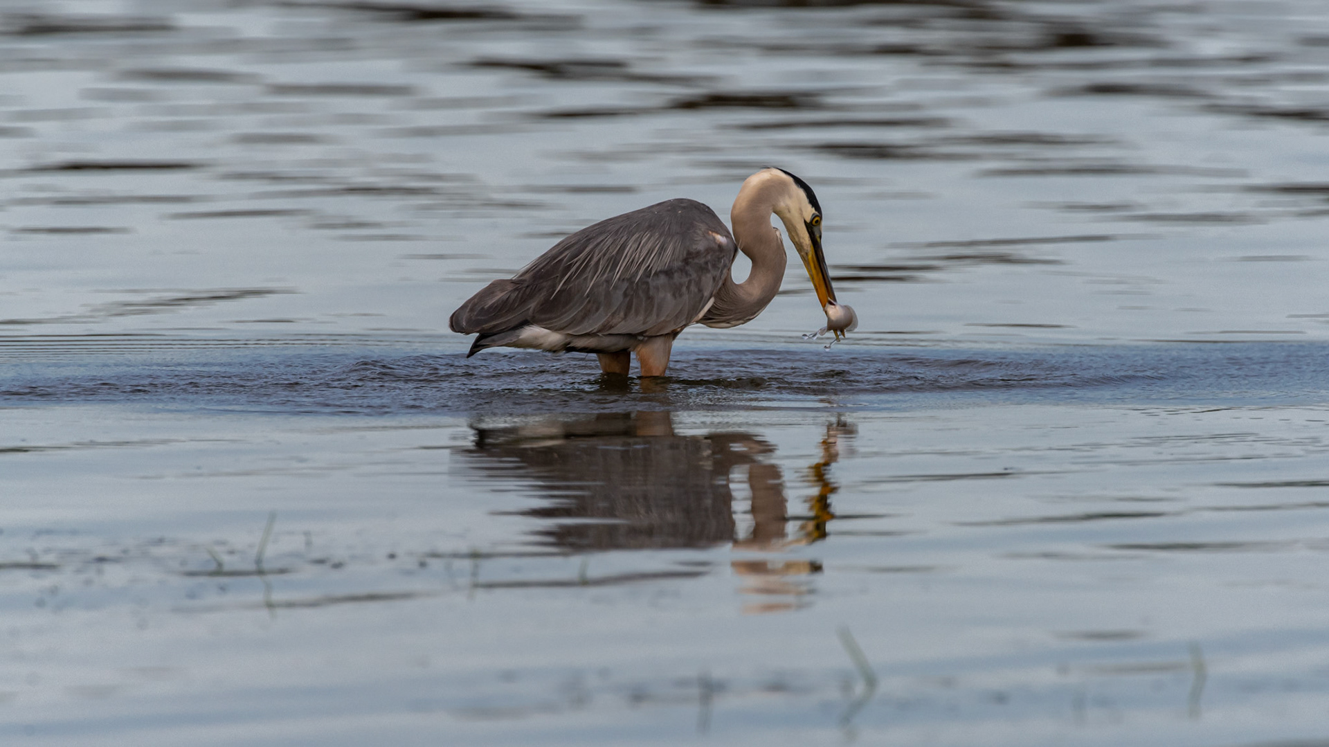 Great Blue Heron near Kettle Cove