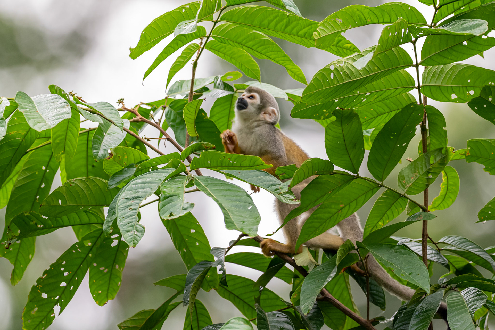 Squirrel Monkey