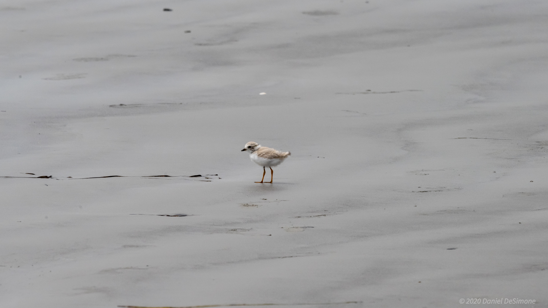 If they could, they would spend more time in the wet sand.