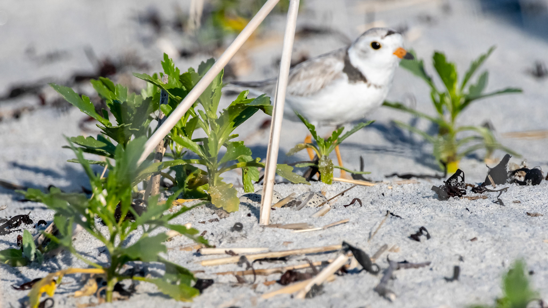 Western nest site (under screen, near path from Inn) 4 more eggs.  June 19, 2020