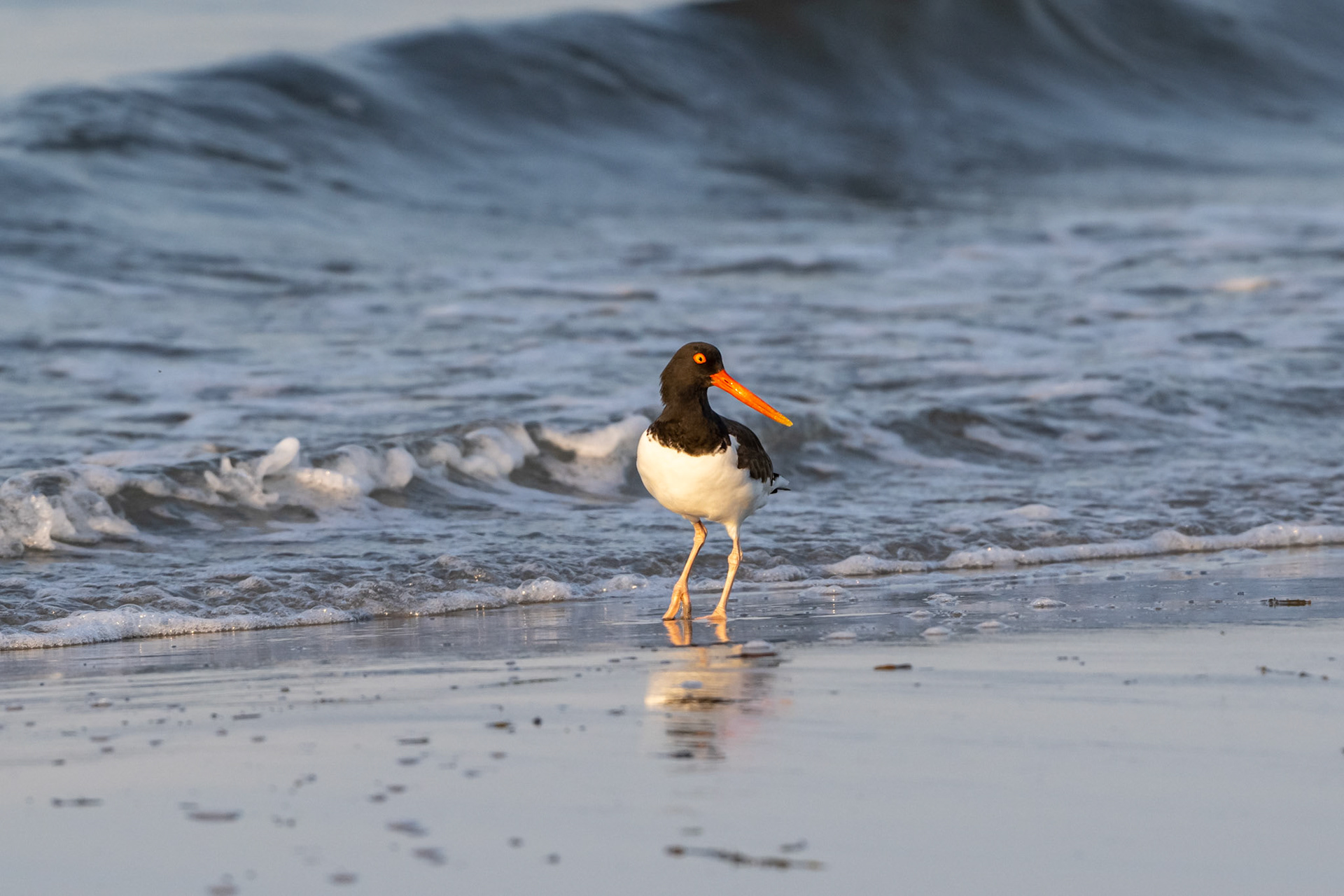 American Oyster Catcher