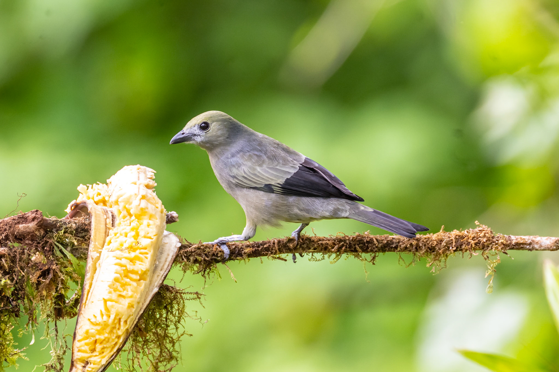 Palm Tanager