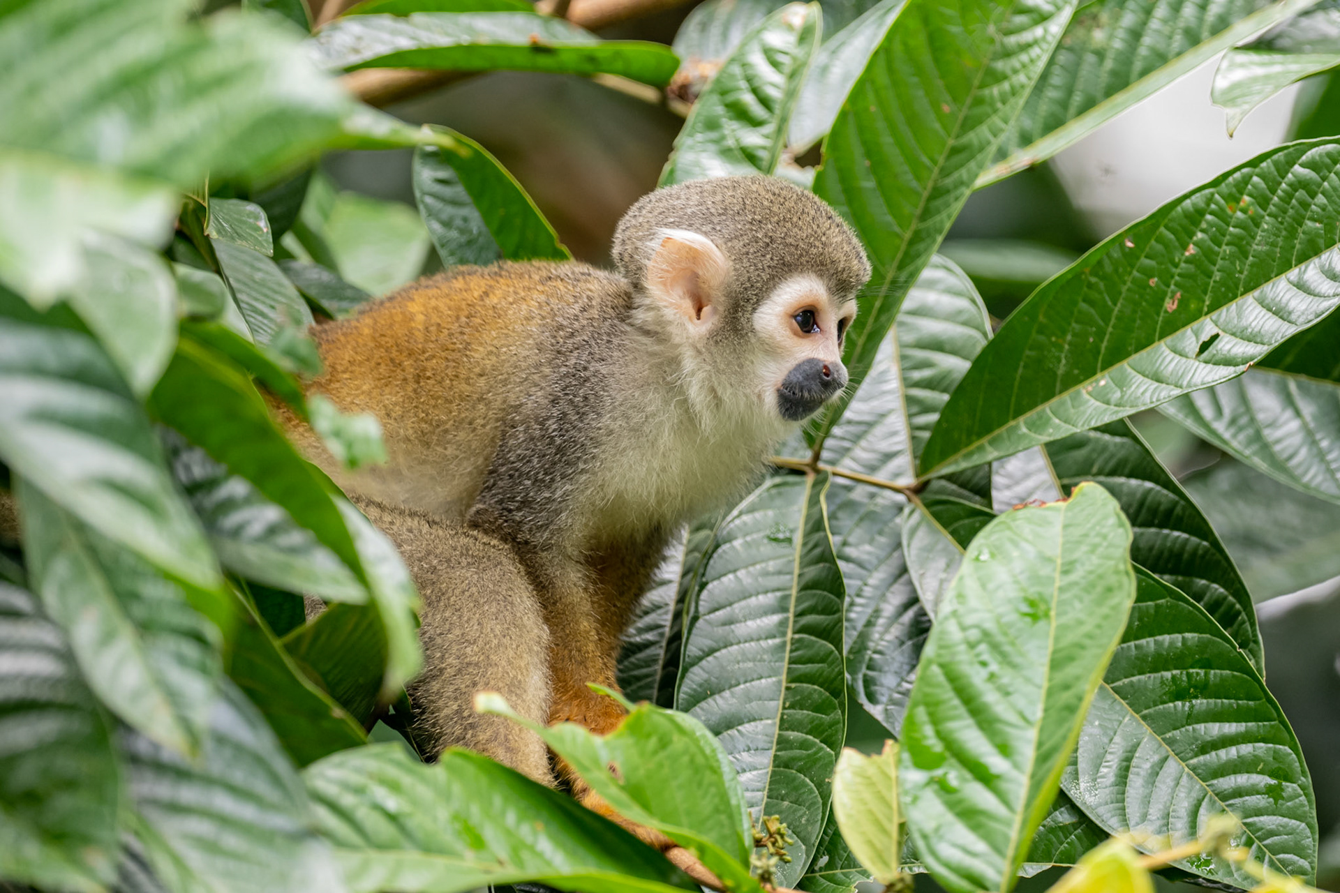 Squirrel Monkey