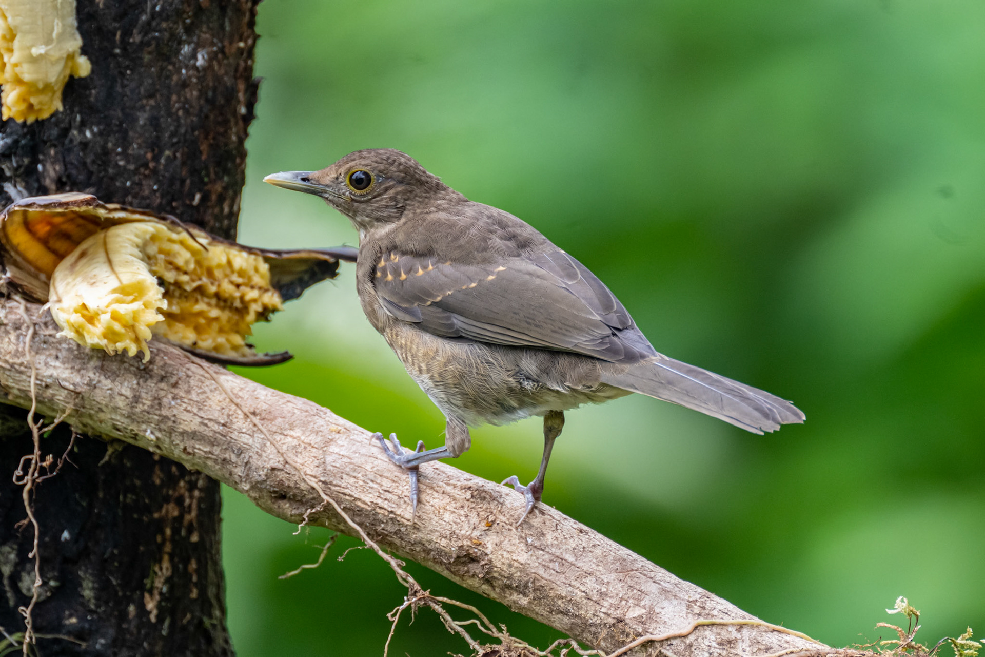 Ecuadorian Thrush