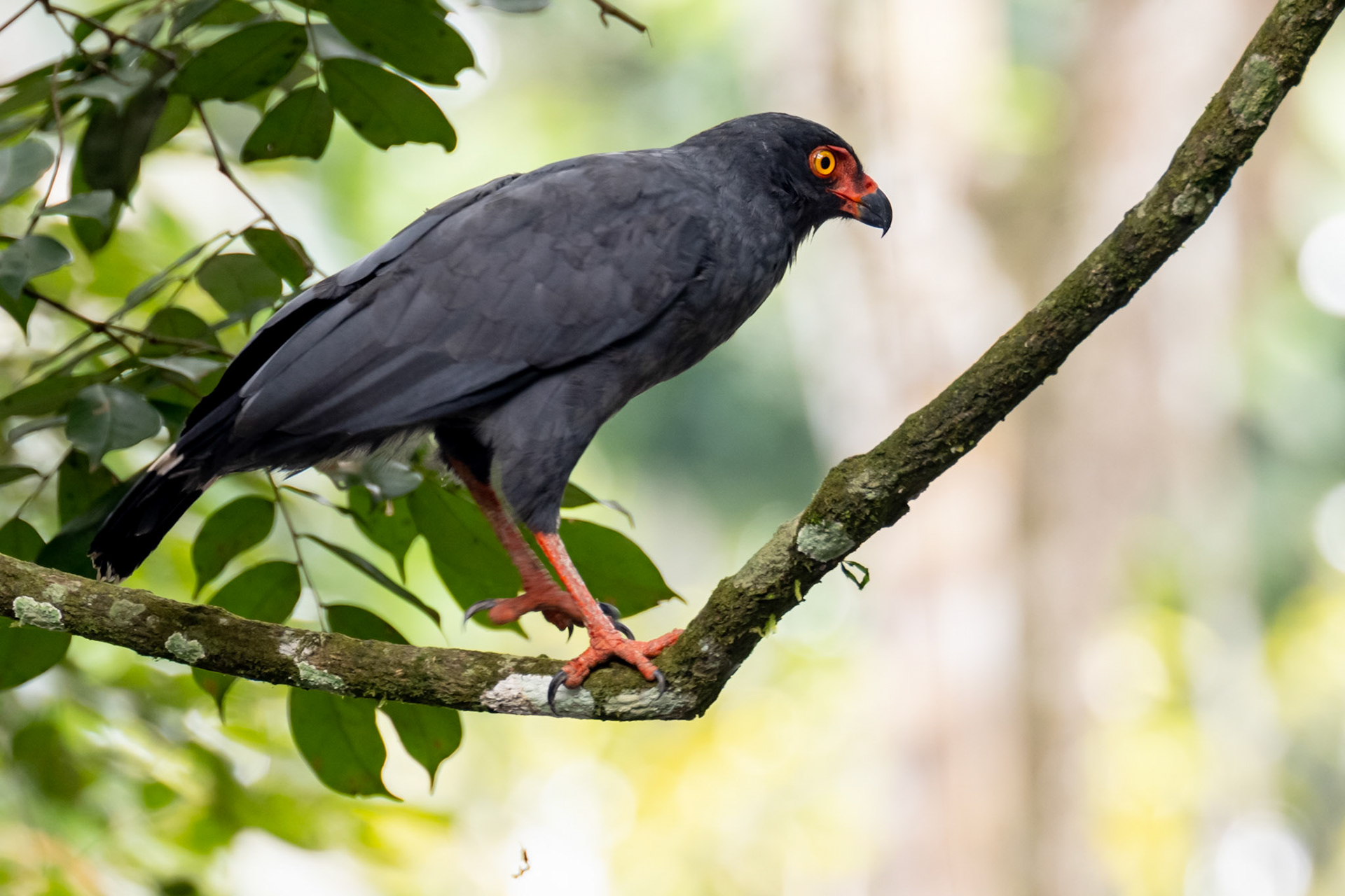 Snail Kite