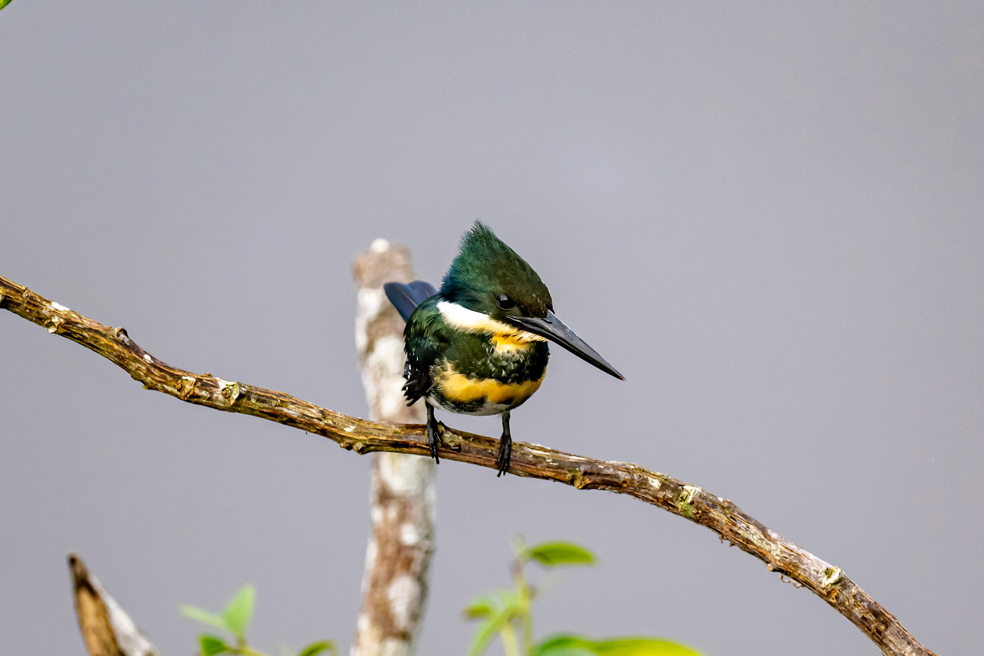 Green Kingfisher immature