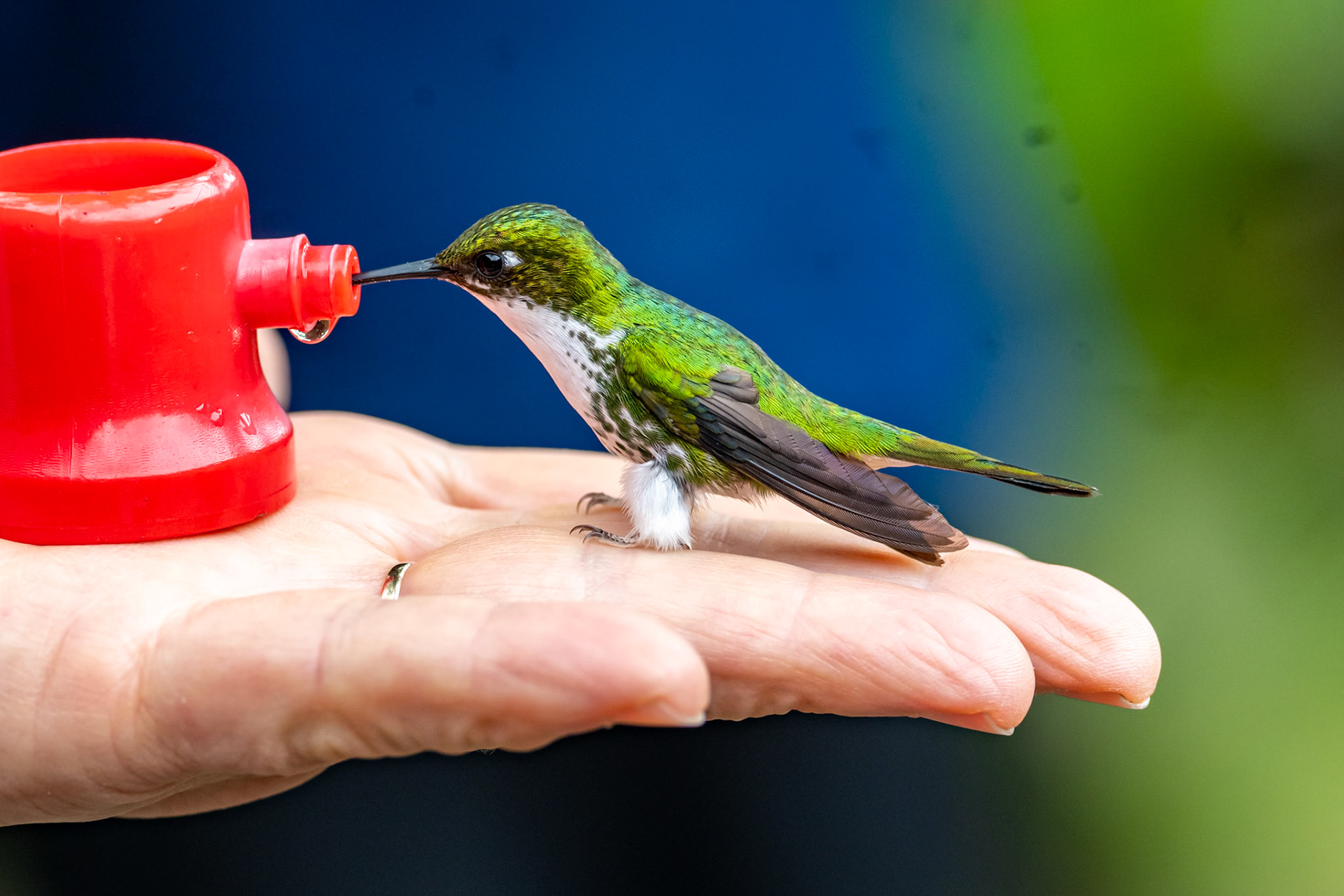 White-booted racquet-tail female