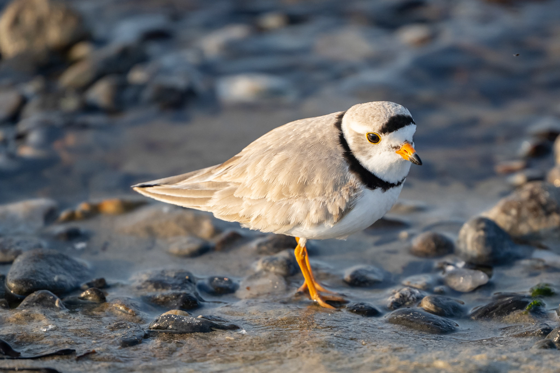 Piping Plover