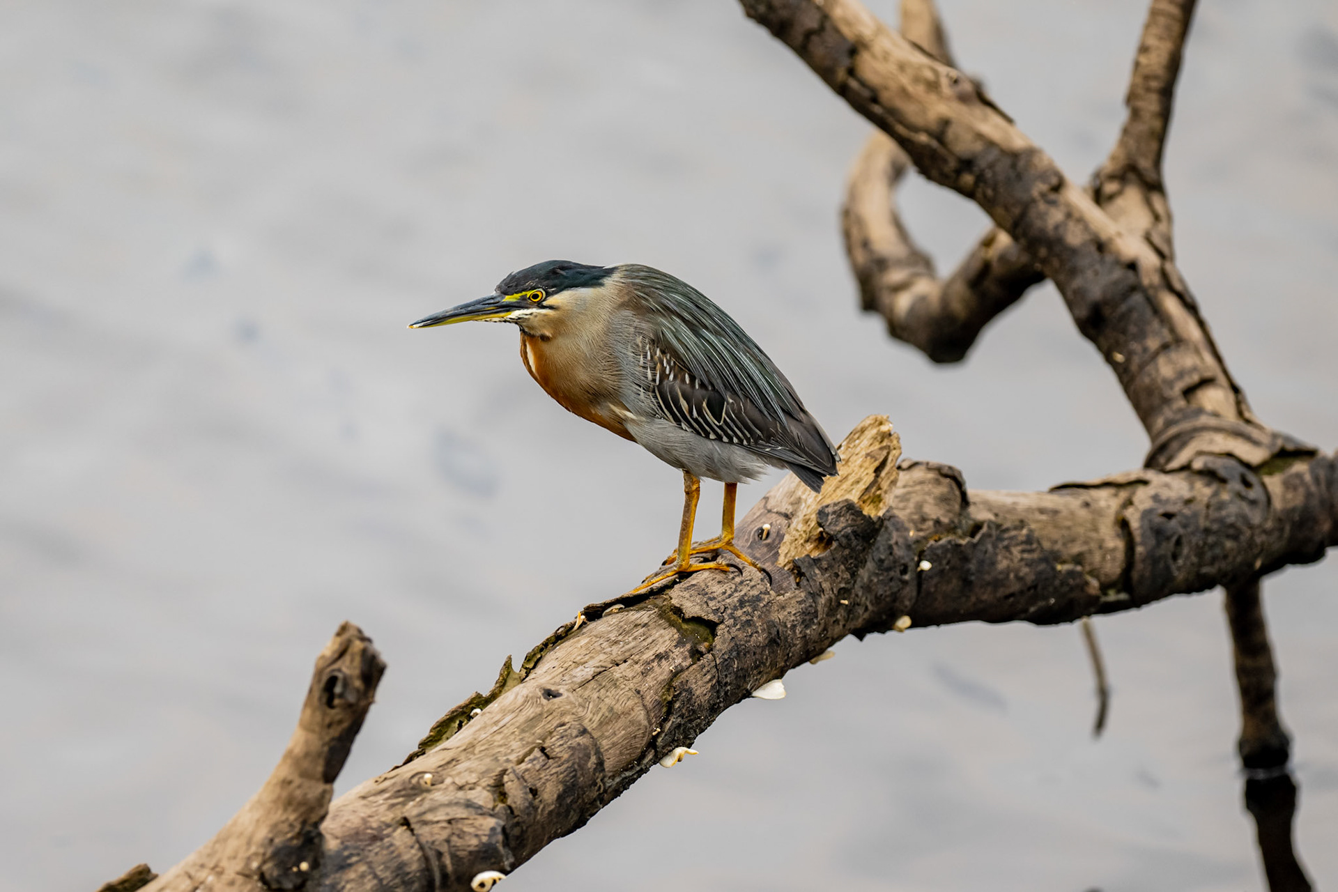 Striated Heron