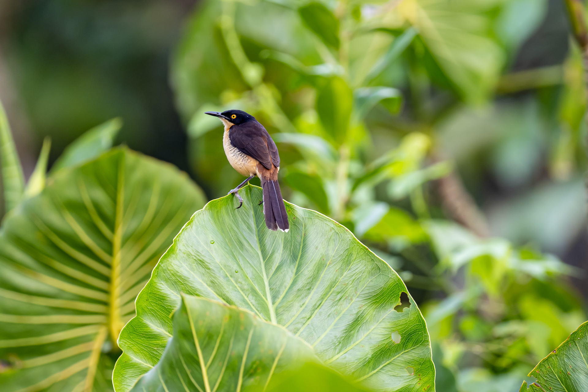 Black-capped Donacobius