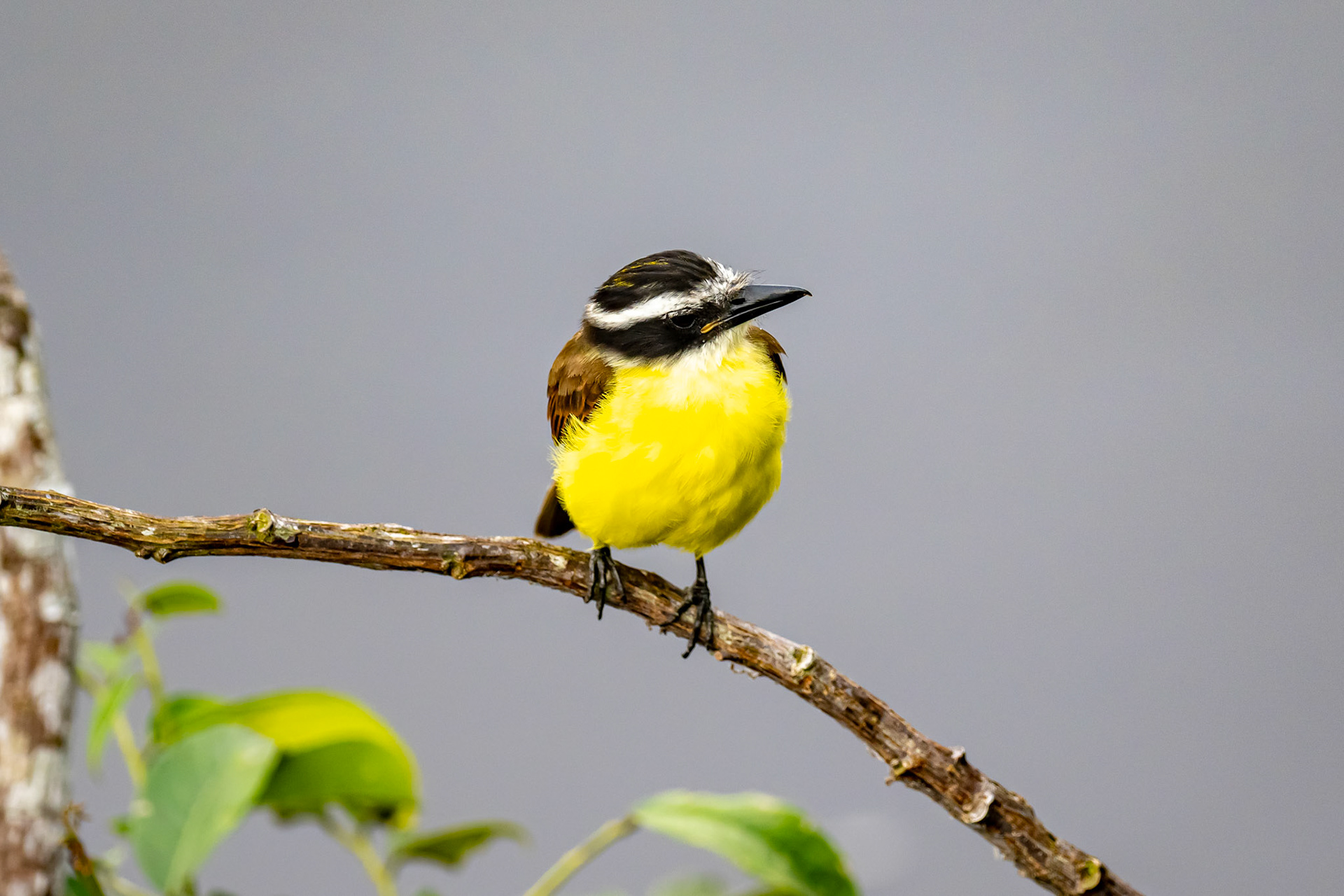 Lesser Kiskadee